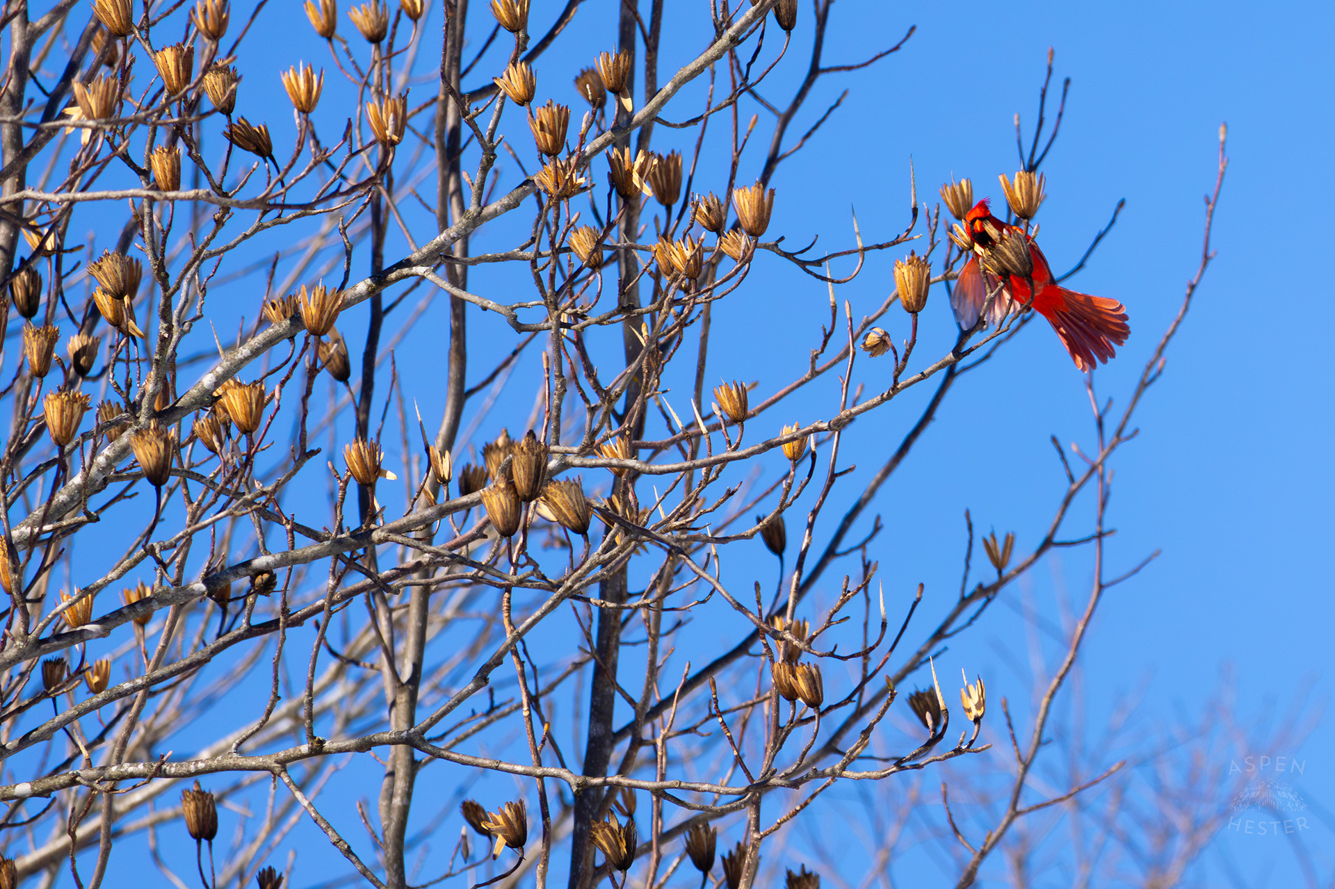  A Male Cardinal Flies From Branch to Branch in A Tulip Tree in my Snowy Backyard. January 13th, 2025/Aspen Hester