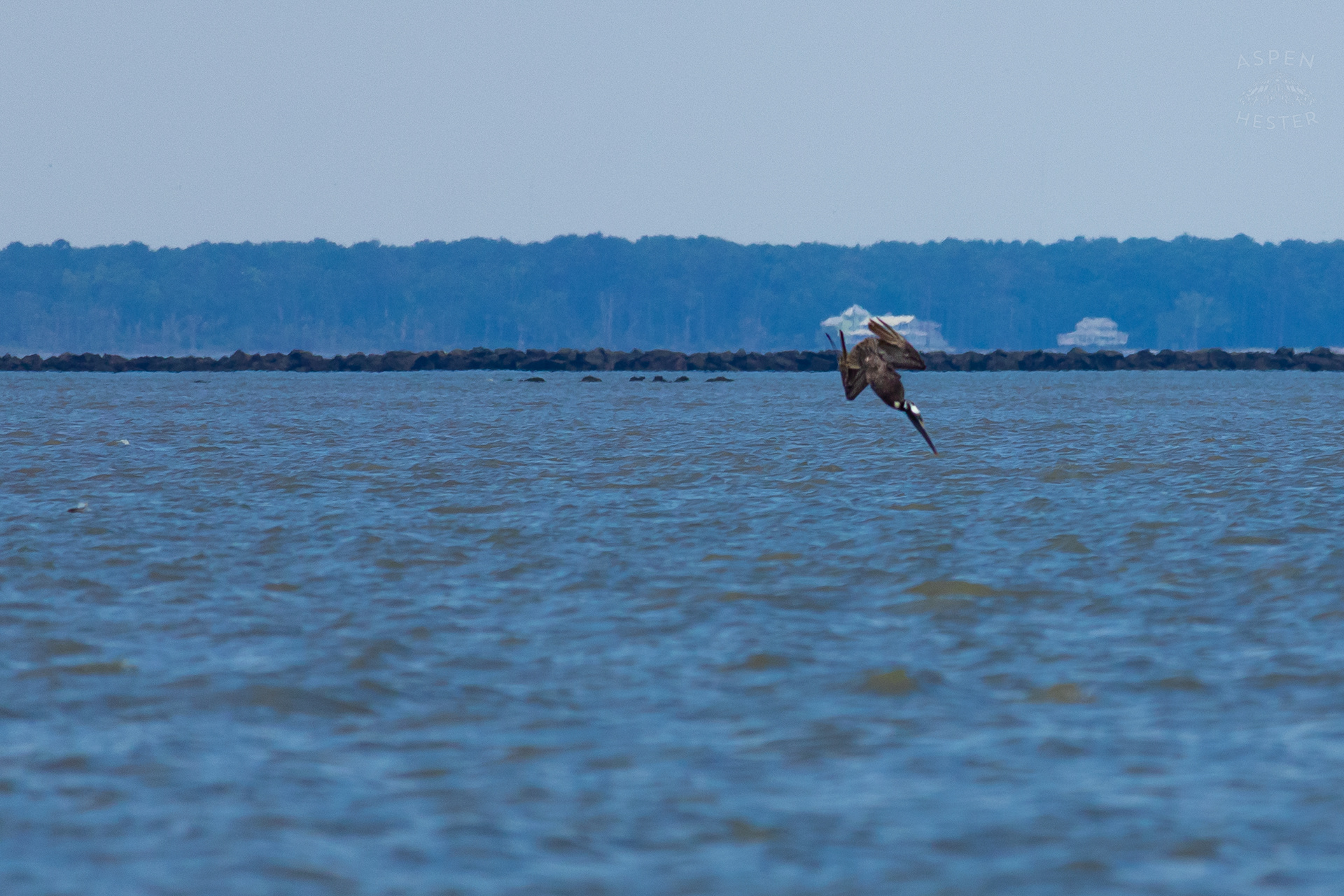 Sea Bird Diving Into The Water of Tybee Island Georgia. June 24th, 2024/Aspen Hester