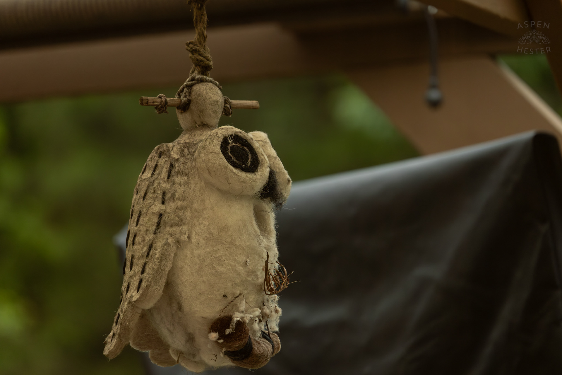 My Bird House That A Pair of Northern House Wrens Live in. May 27th, 2025/Aspen Hester