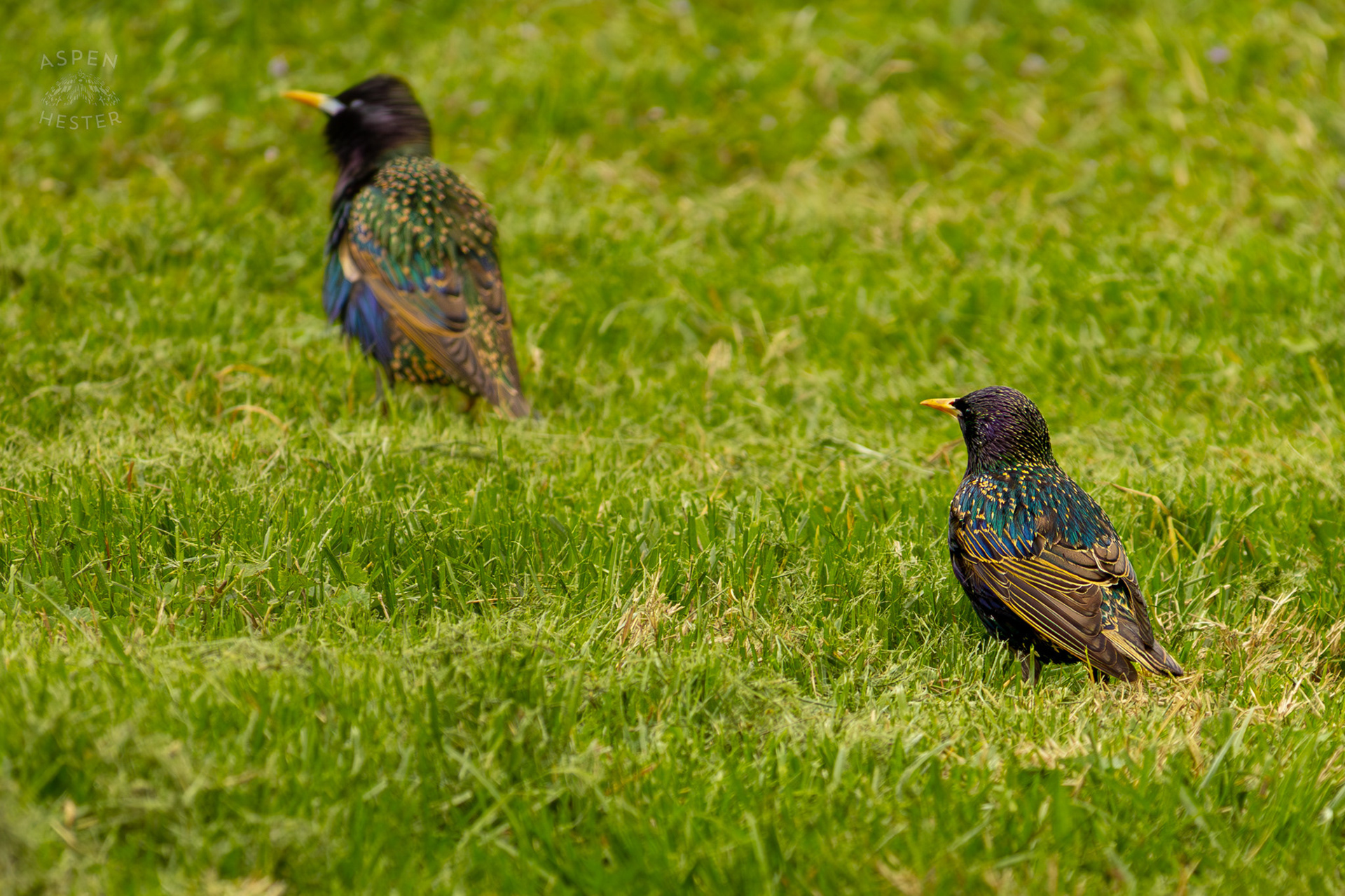 Two European Starlings in Brown Park. April 14th, 2025/Aspen Hester