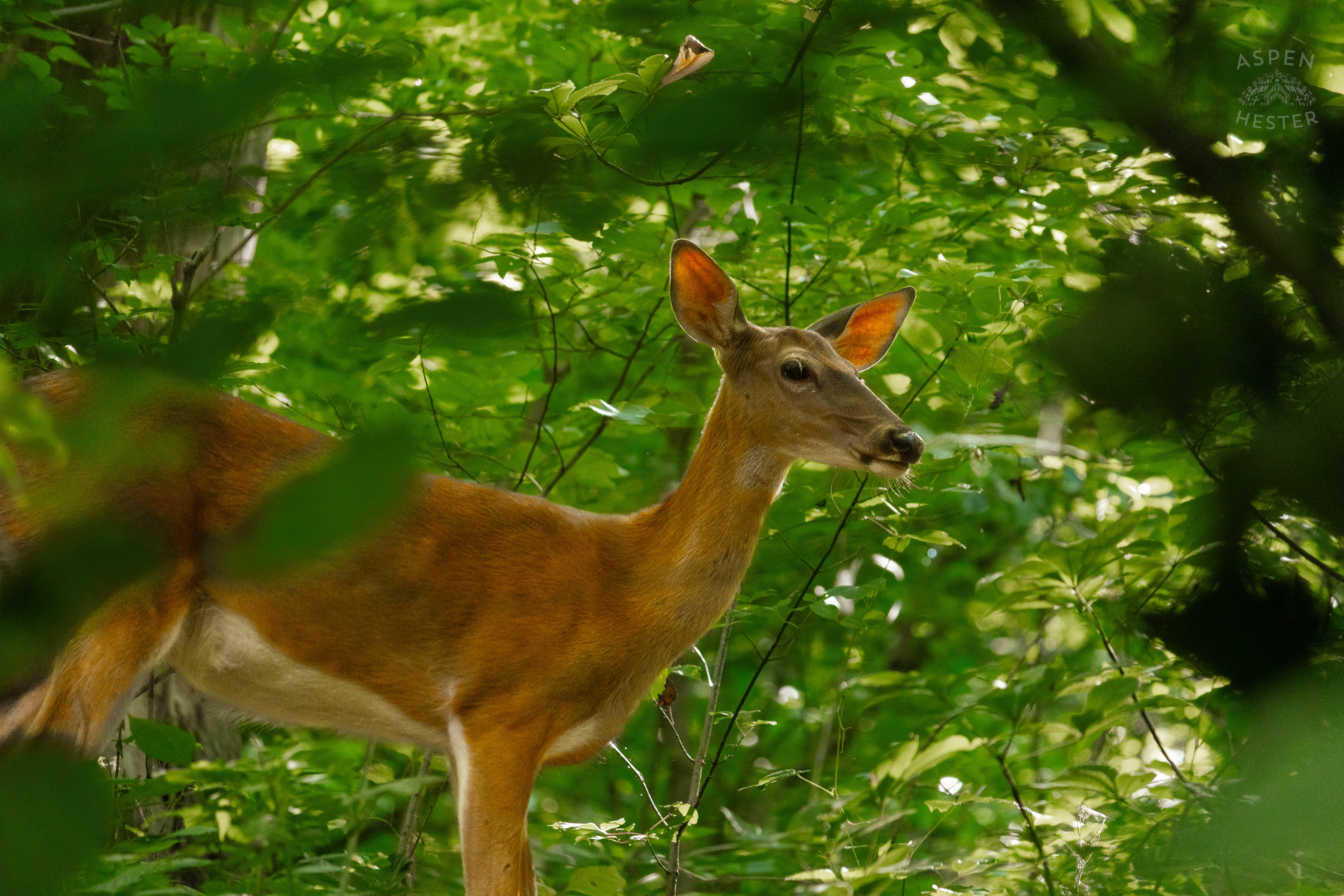 White Tailed Deer Foraging Deep in the Foliage of Cherokee Park. June 11th, 2024/Aspen Hester