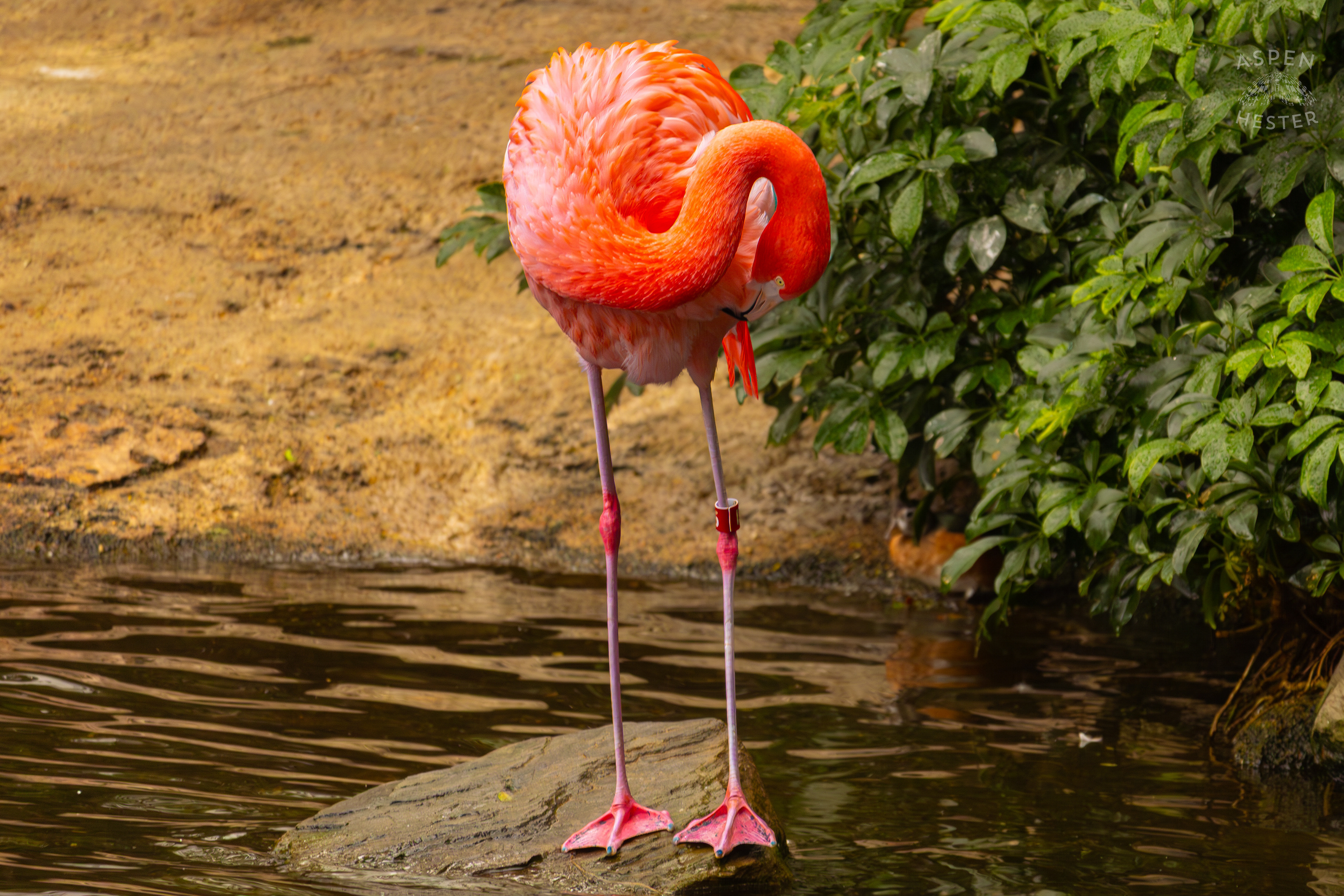 An American Flamingo Preens in The Waters of The Wetlands Inside The National Aviary in Pittsburgh Pennsylvania. February 26th, 2025/Aspen Hester