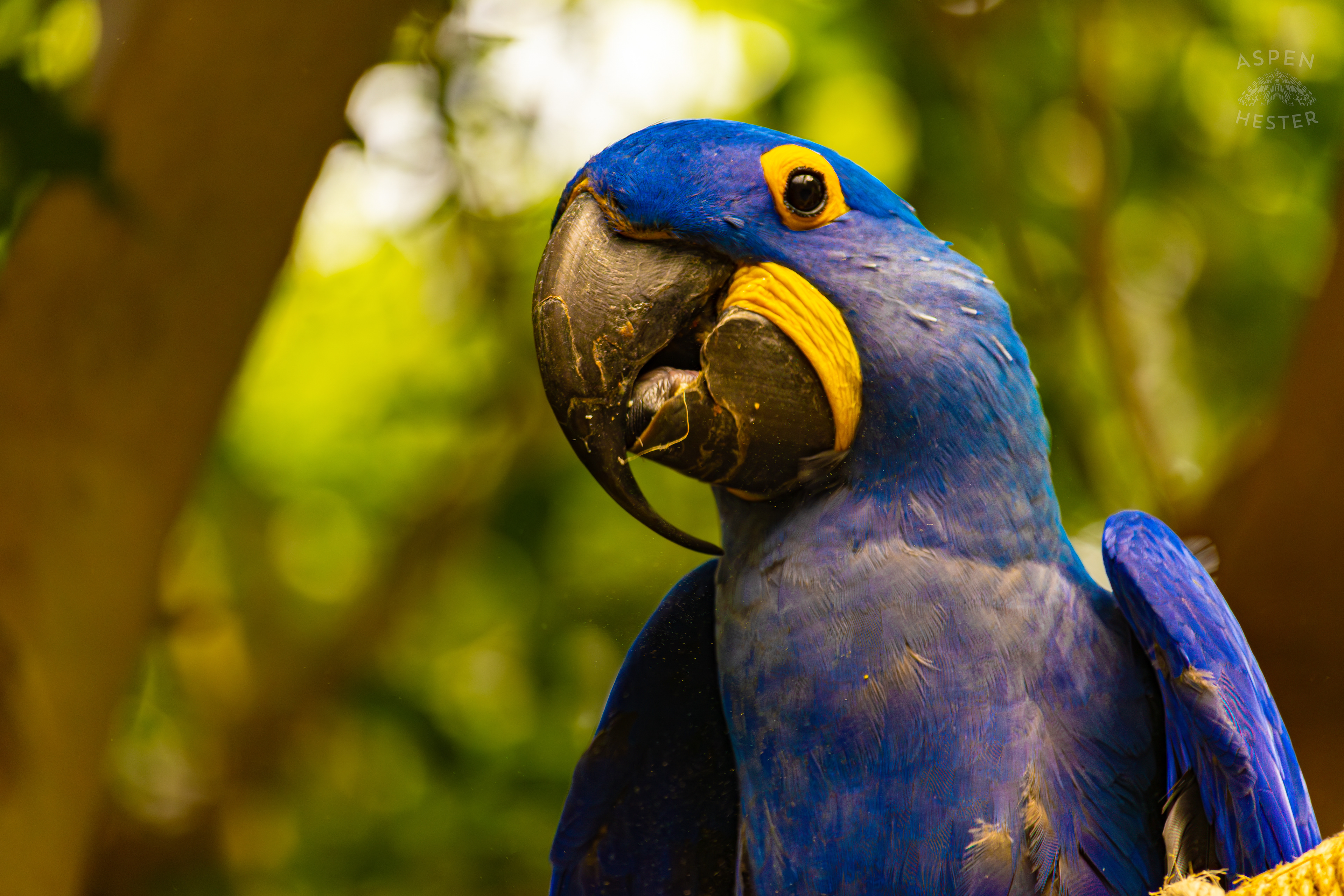 A Hyacinth Macaw Poses for My Camera High Up in The Rainforest Inside The National Aviary in Pittsburgh Pennsylvania. February 26th, 2025/Aspen Hester