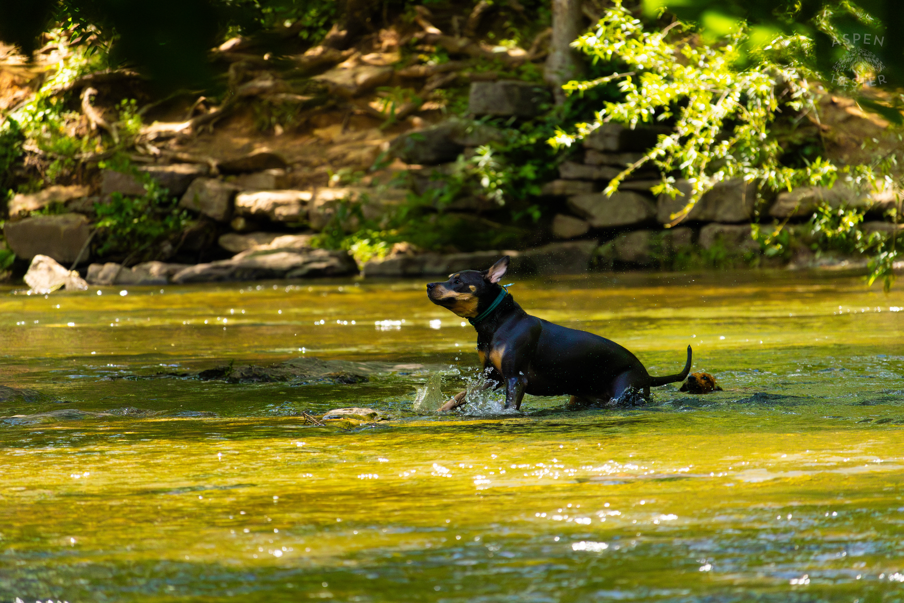 A Rottweiler and A Dachshund Splash in the Waters of Middle Fork Beargrass Creek in Cherokee Park. May 28th, 2024/Aspen Hester