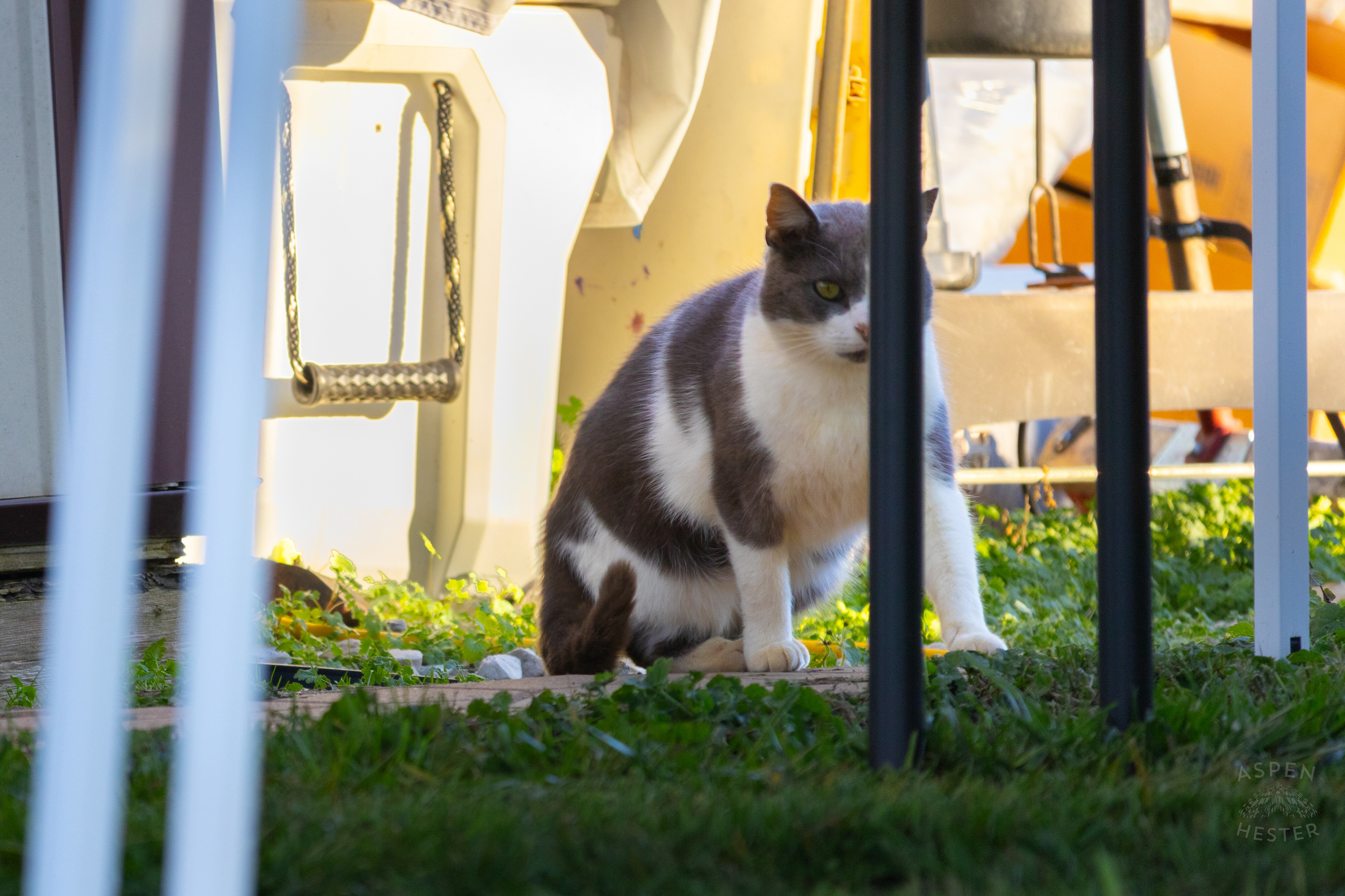 Barn Cat Catboy Stealing Attention From All The Customers  on Skinner Farms Thanksgiving Turkey Pick Up Day. November 24th, 2024/Aspen Hester