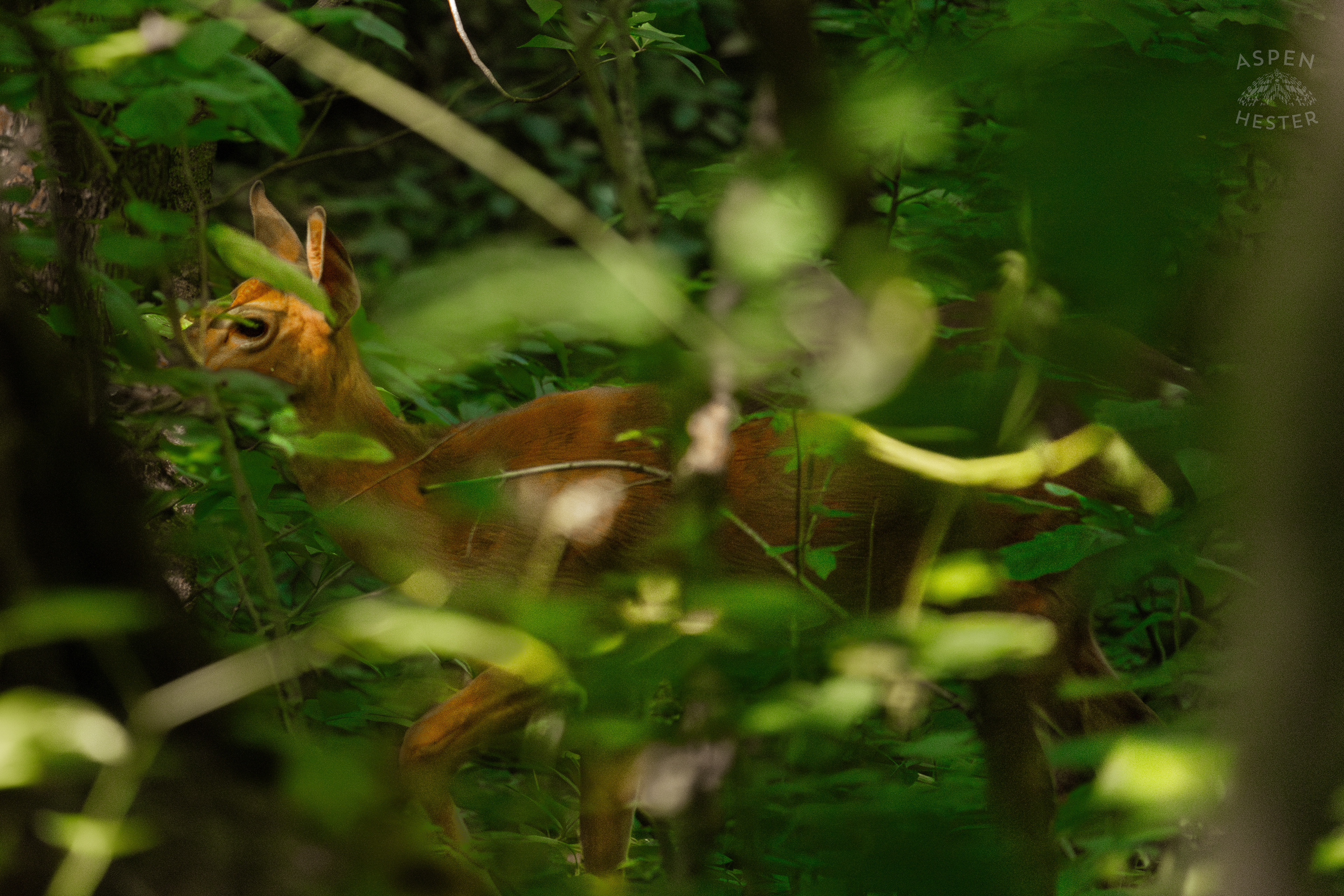 White Tailed Deer Foraging Deep in the Foliage of Cherokee Park. June 11th, 2024/Aspen Hester