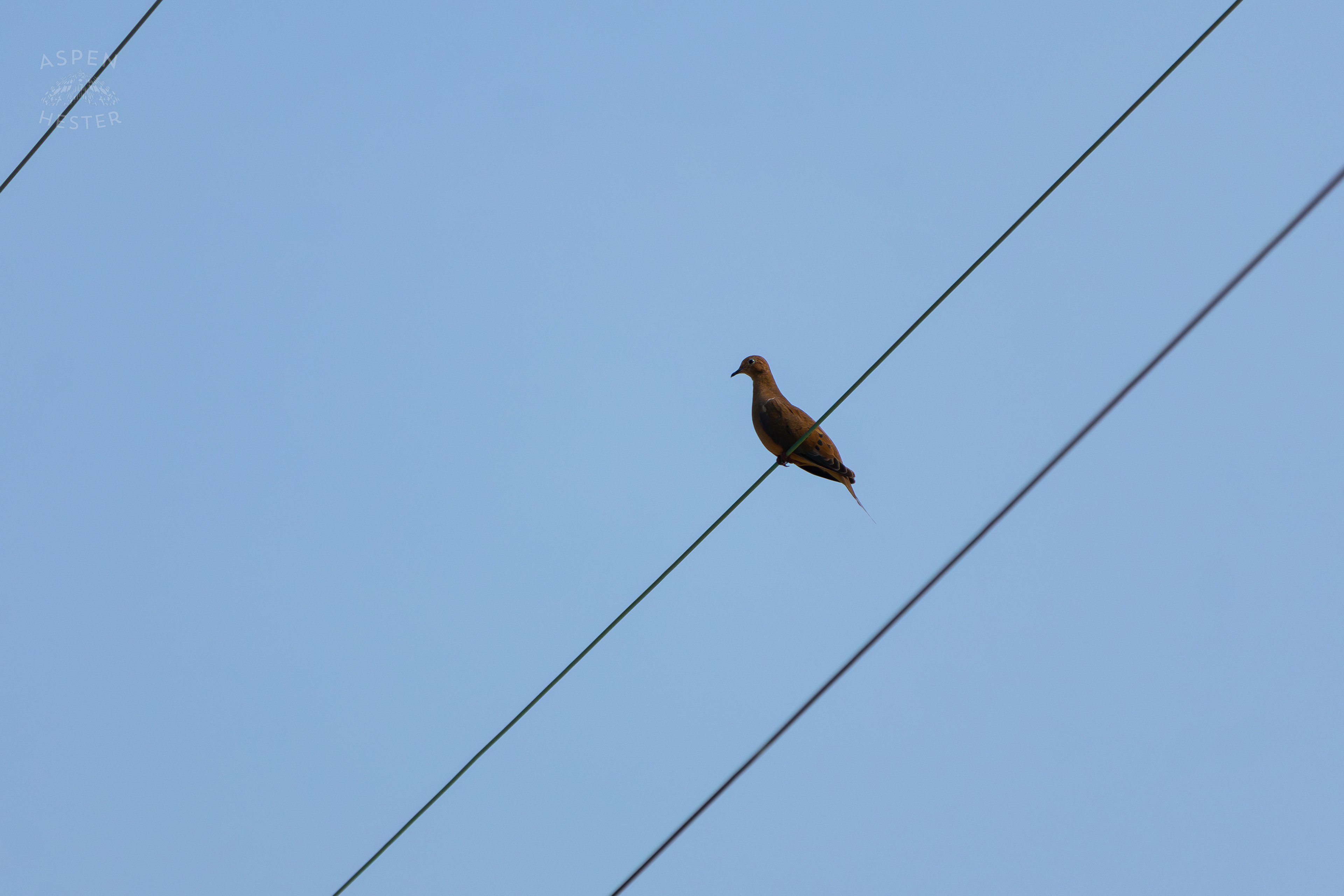 A Mourning Dove Resting Above the Abandoned Jeffboat Shipyard. July 26th, 2024/Aspen Hester