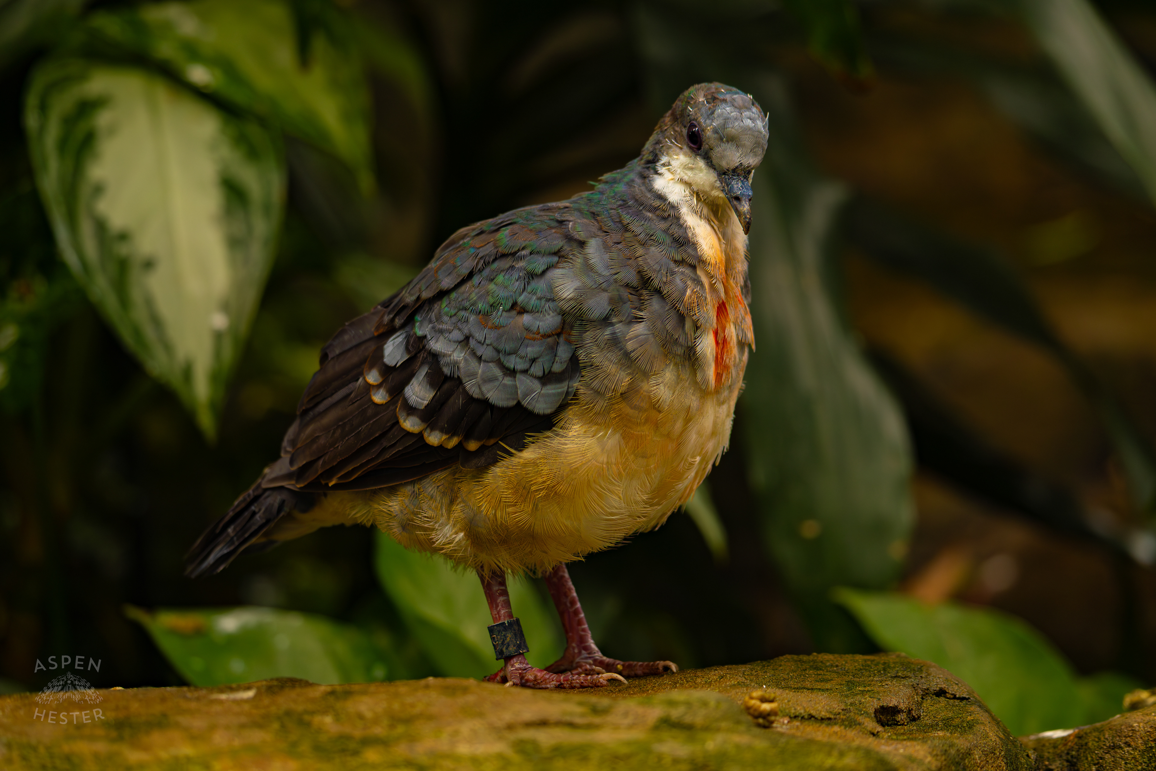 A Luzon Bleeding Heart Dove Puff Its Feathers On A Branch In The Rainforest Inside The National Aviary in Pittsburgh Pennsylvania. February 26th, 2025/Aspen Hester