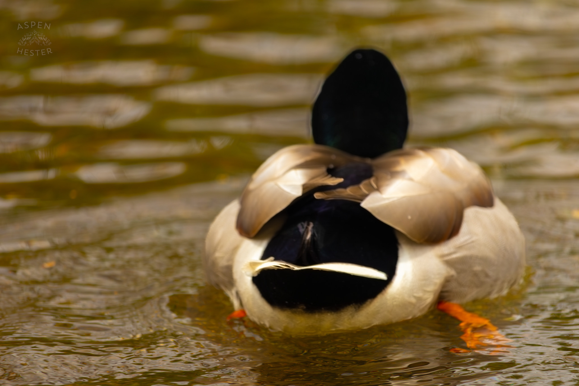 A Male Mallard Swims in Middle Fork Beargrass Creek Where It Runs Through Brown Park. April 14th, 2025/Aspen Hester