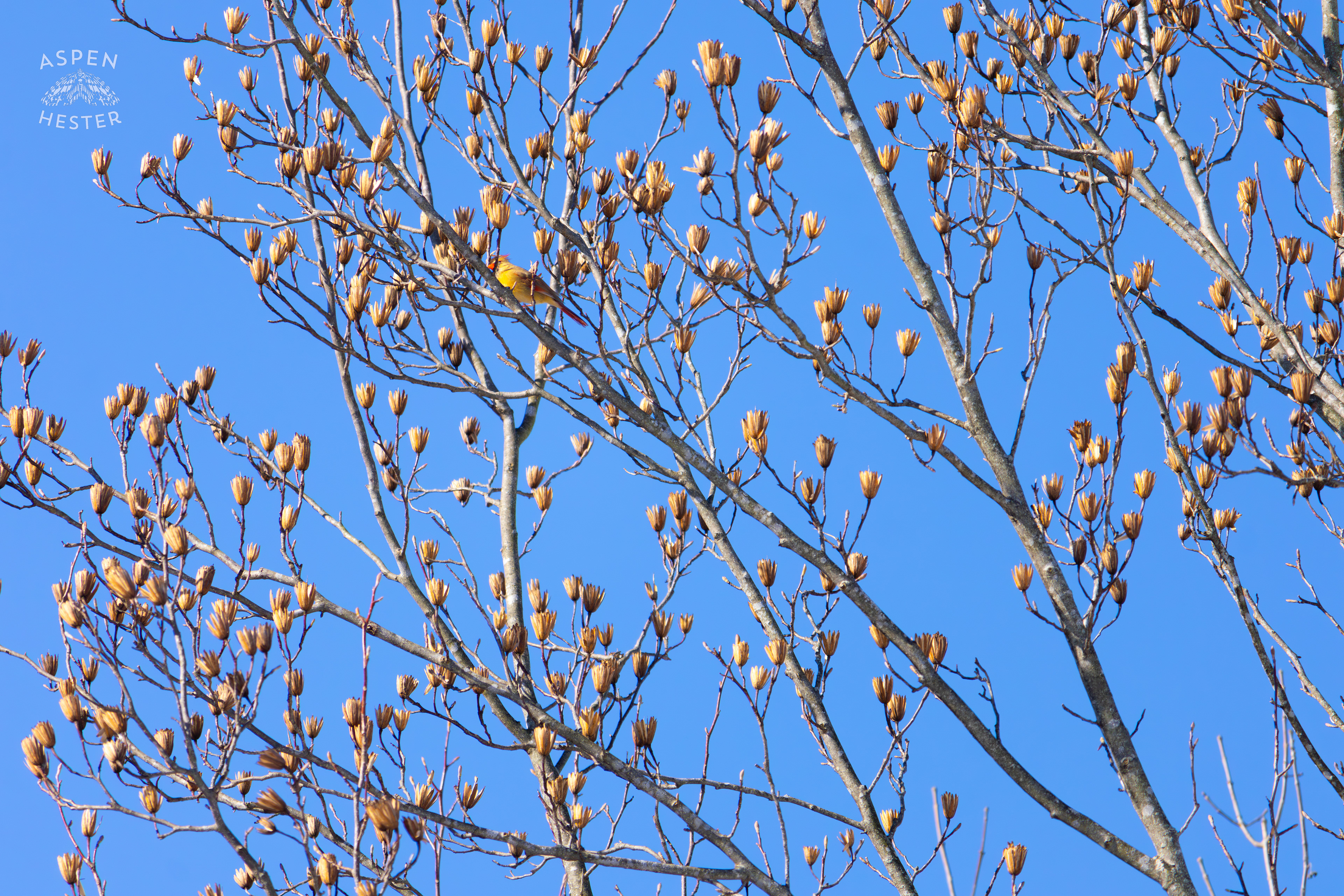 A Bright Female Cardinal Sits in A Tulip Tree in my Backyard. January 13th, 2025/Aspen Hester