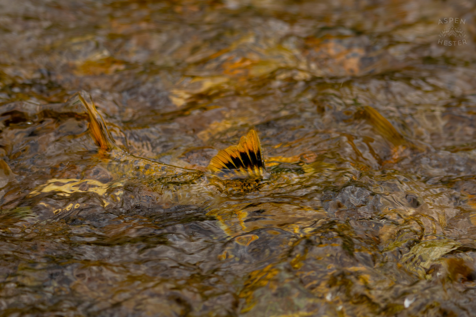 A Brook Trout Swims in Middle Fork Beargrass Creek Where It Runs Through Brown Park. April 14th, 2025/Aspen Hester