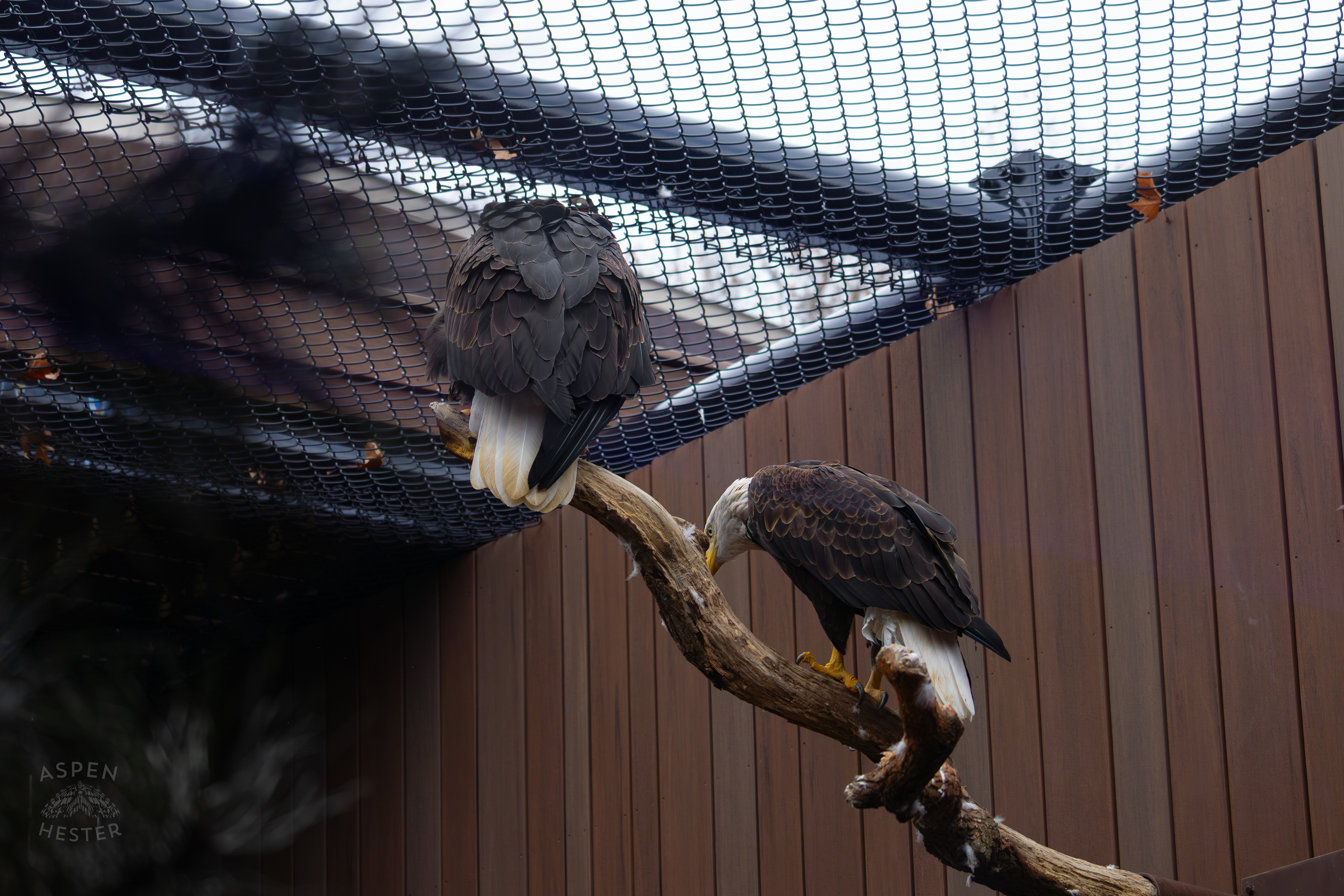 Bald Eagles Flinn and Independence Inside The National Aviary in Pittsburgh Pennsylvania. February 26th, 2025/Aspen Hester