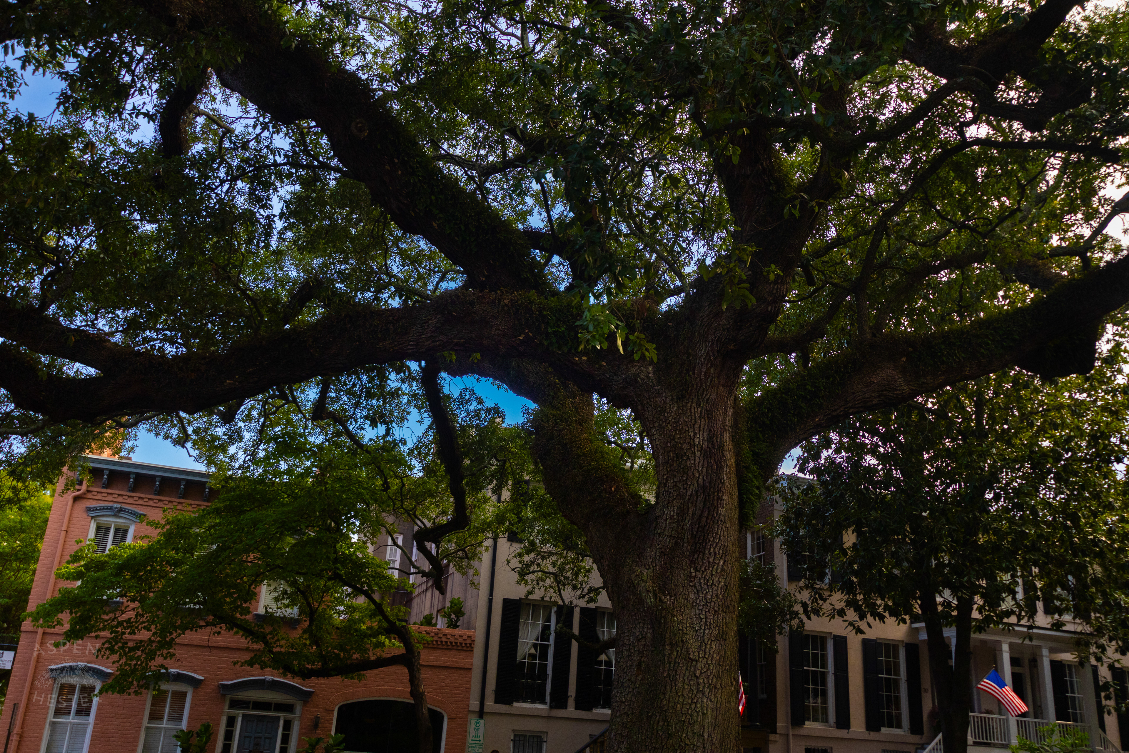 Oak Tree in Savannah Georgia. June 26th, 2024/Aspen Hester