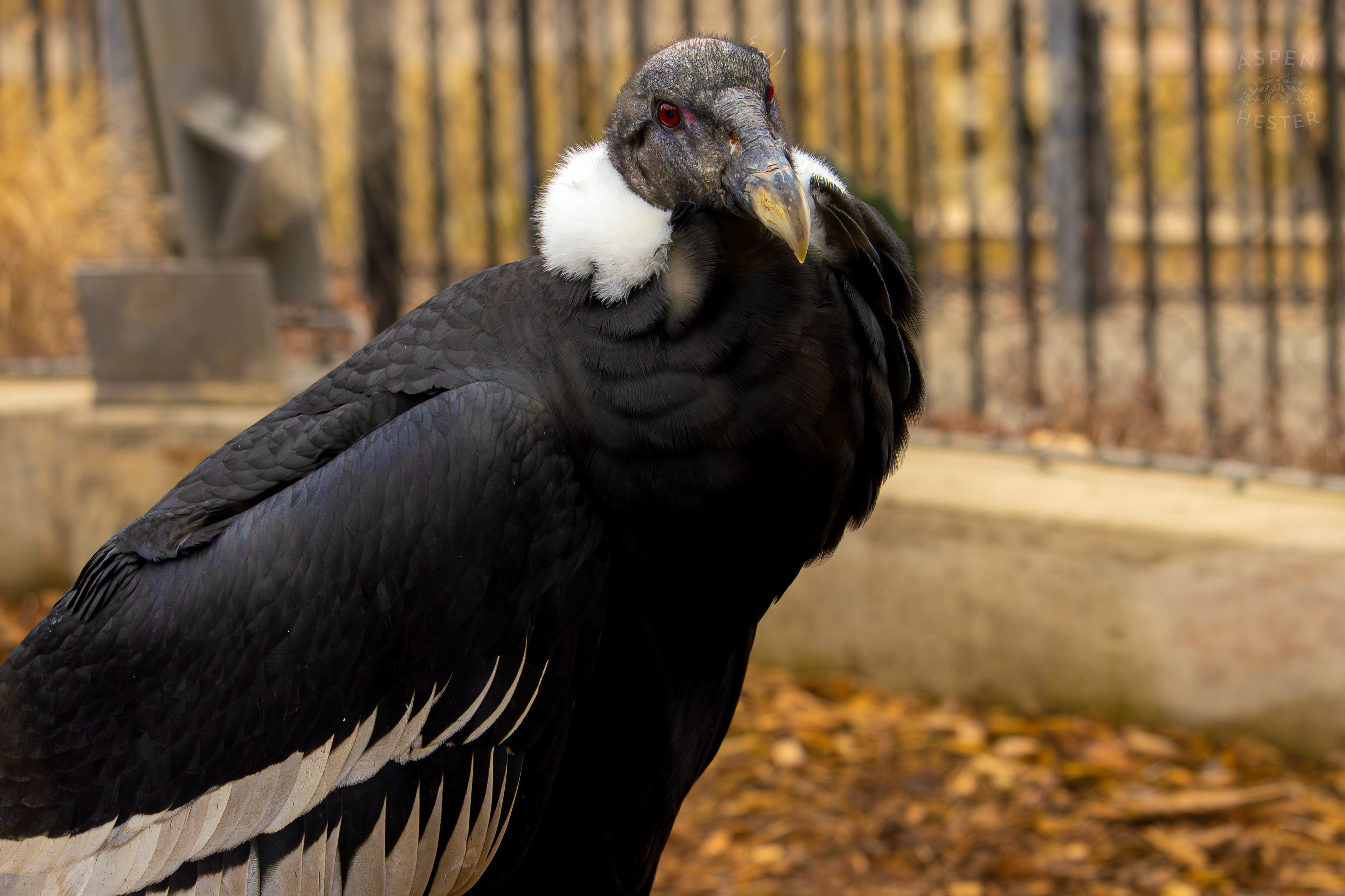 An Andean Condor Chilling in Condor Court Inside The National Aviary in Pittsburgh Pennsylvania. February 26th, 2025/Aspen Hester