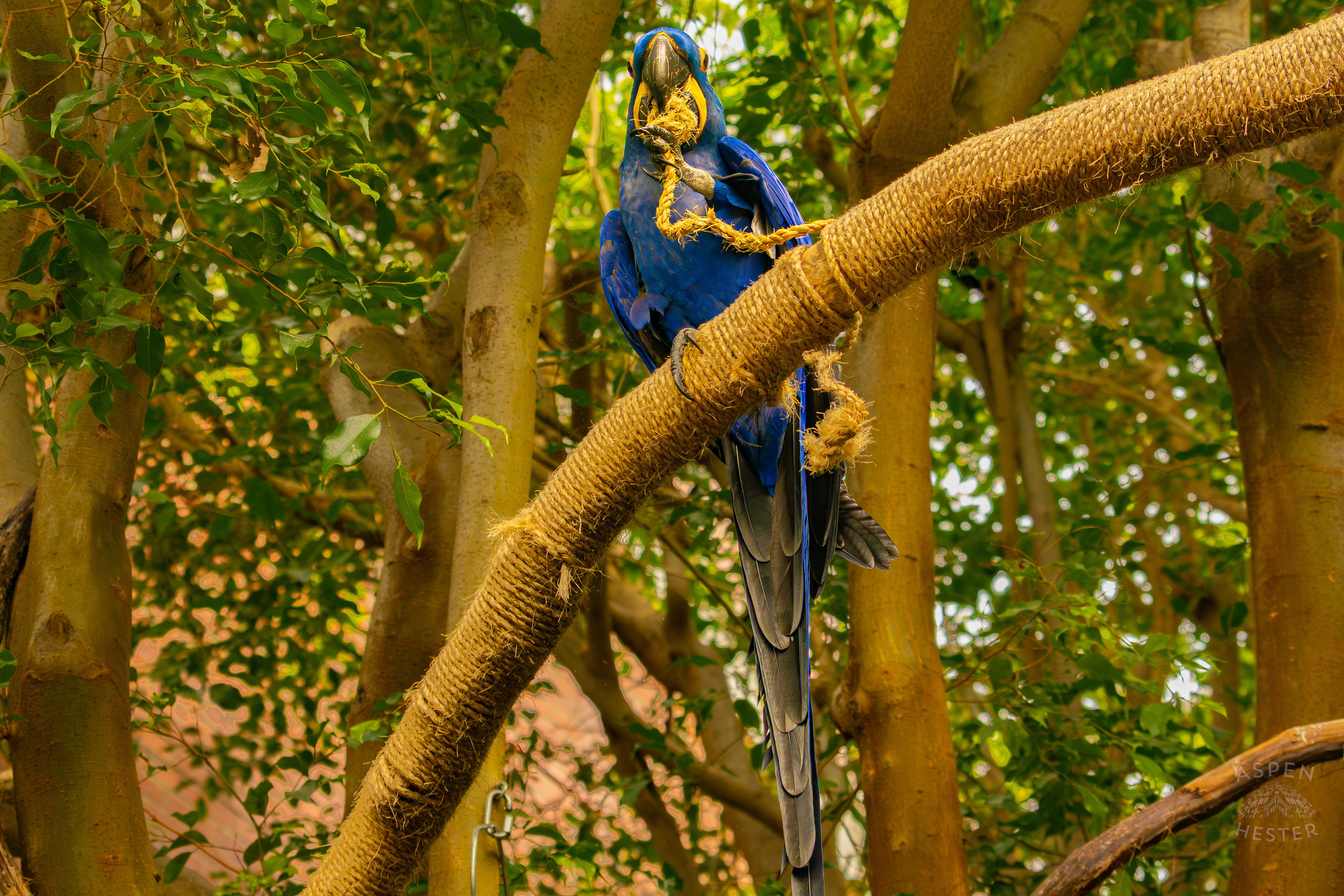 A Hyacinth Macaw Plays with Rope High Up in The Rainforest Inside The National Aviary in Pittsburgh Pennsylvania. February 26th, 2025/Aspen Hester