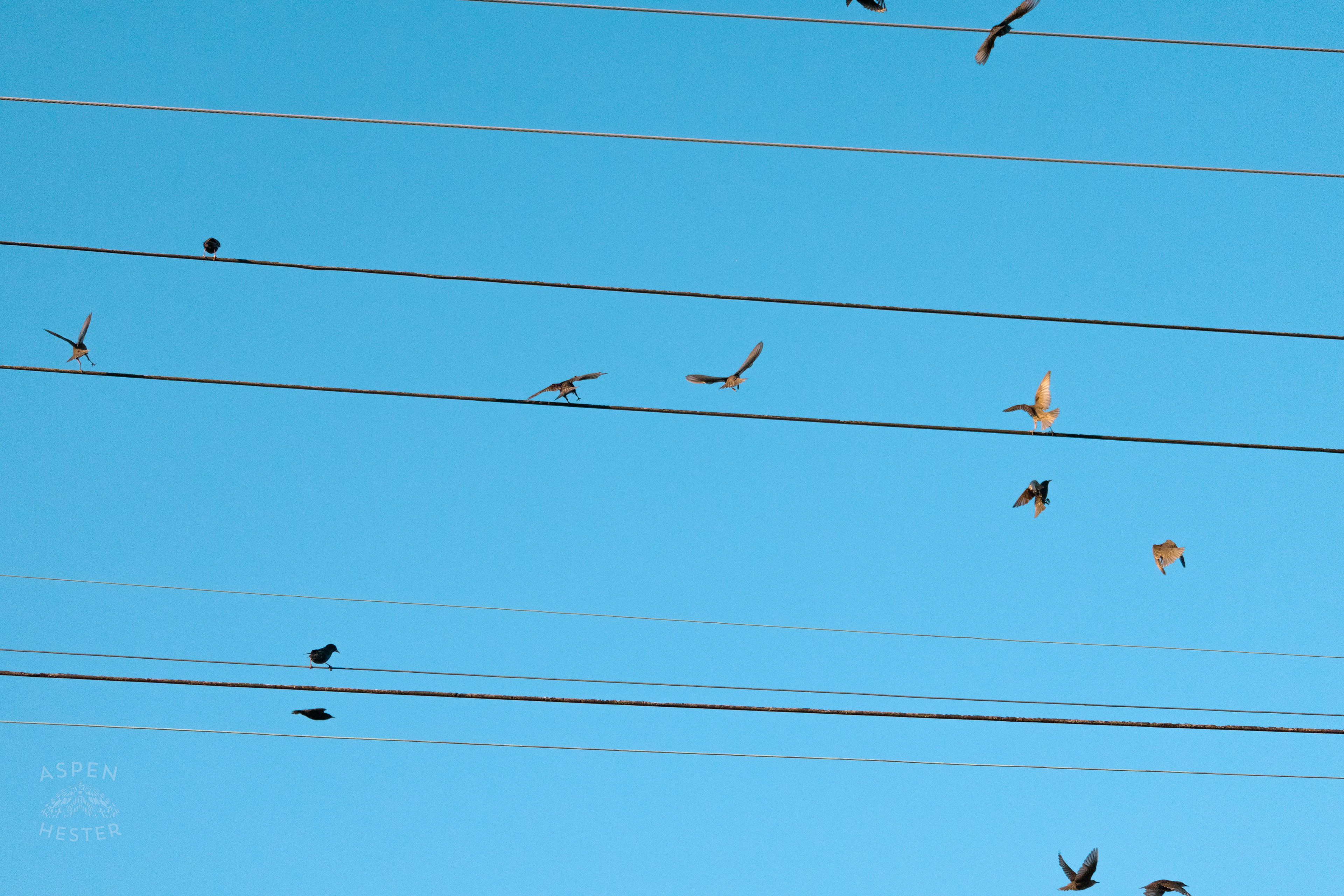 Birds on a Powerline During Golden Hour on Preston Street. May 30th, 2024/Aspen Hester 