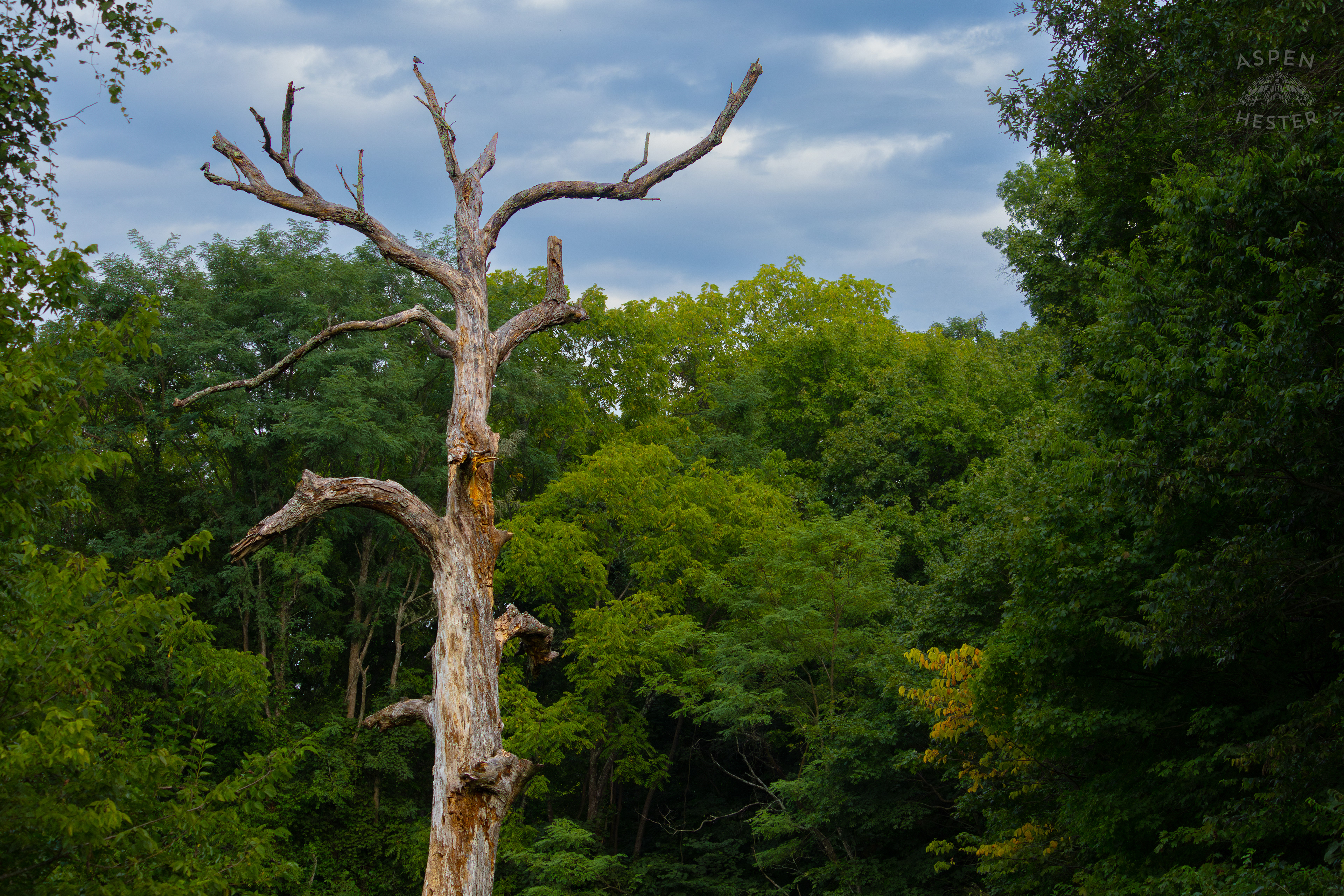 A Dying Tree in Wendell Moore Park. August 12th, 2024/Aspen Hester