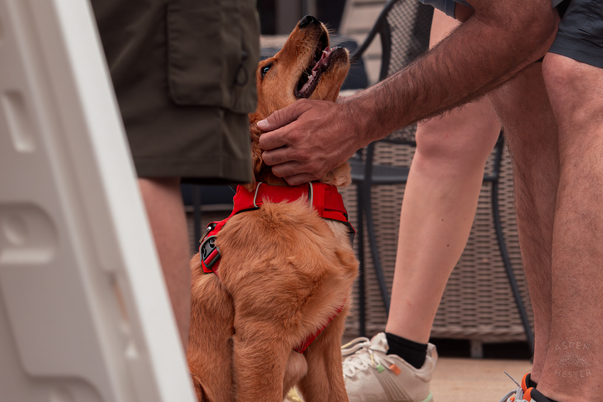 A Golden Retriever Puppy Enjoys Pets and Attention at Westport Village’s 5th Annual Puppy Palooza. April 19th, 2025/Aspen Hester