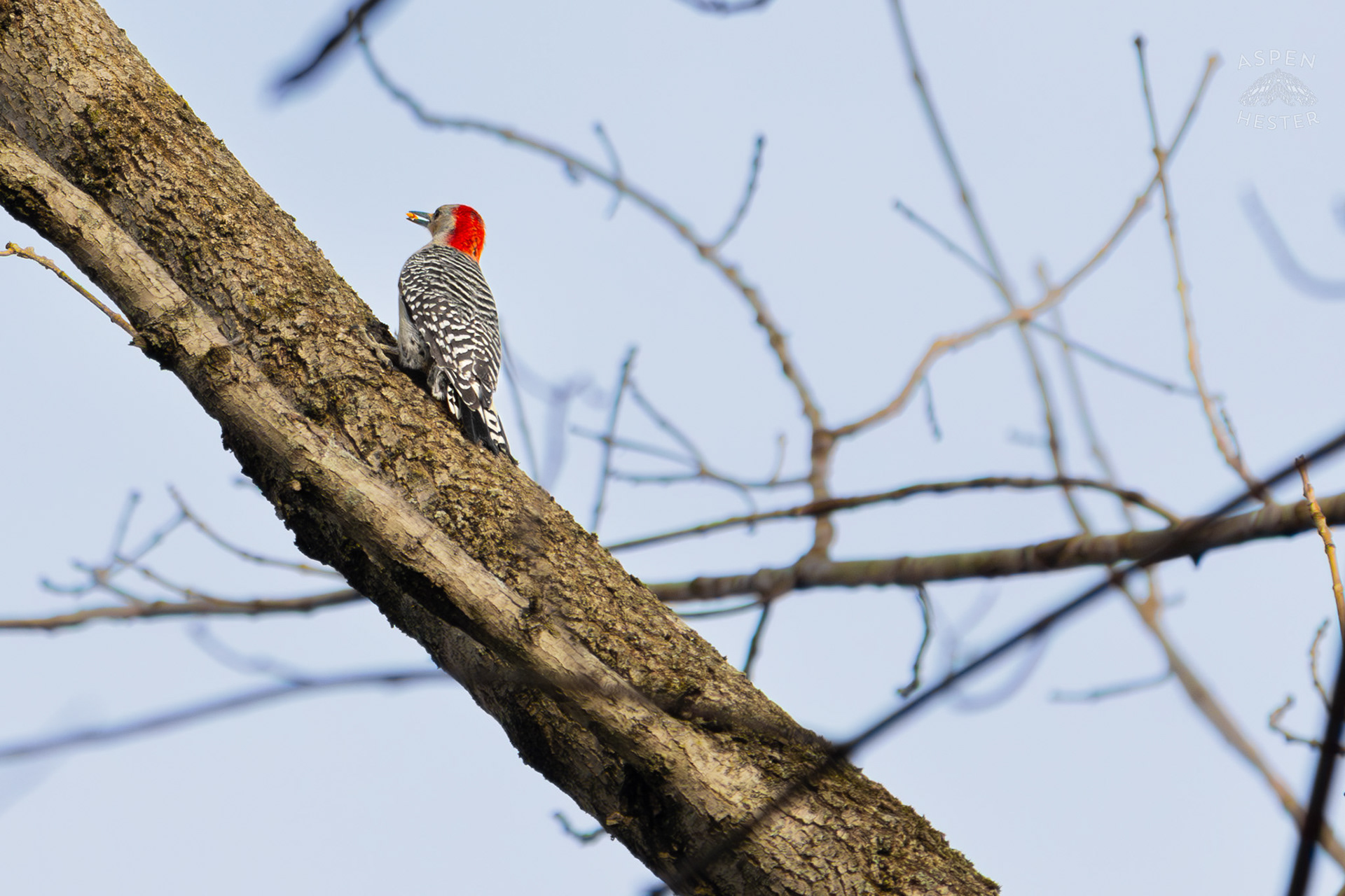 A Red-Bellied Woodpecker Hunts For Food on A Tree in My Neighbor's Yard. March 29th, 2026/Aspen Hester