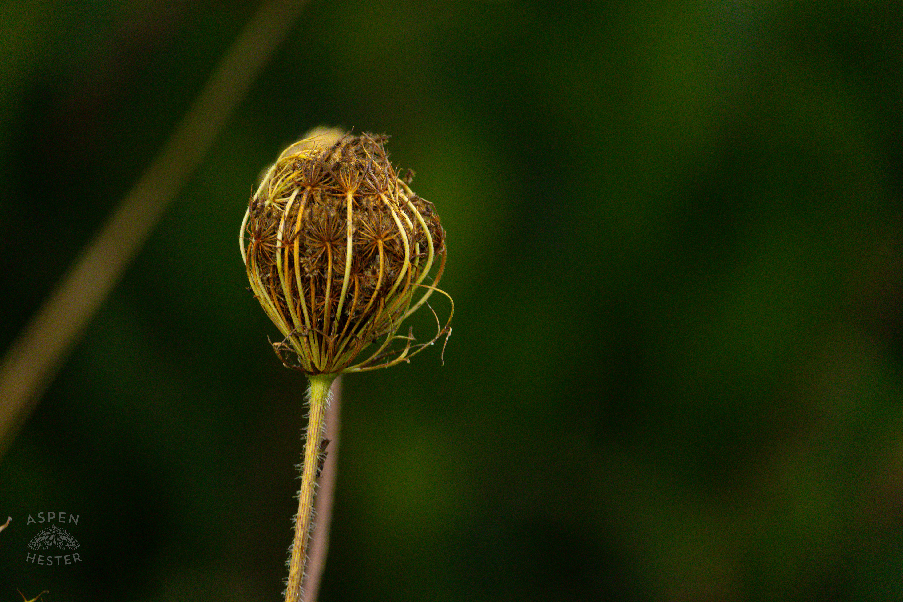 Queen Anne's Lace in Wendell Moore Park. August 12th, 2024/Aspen Hester