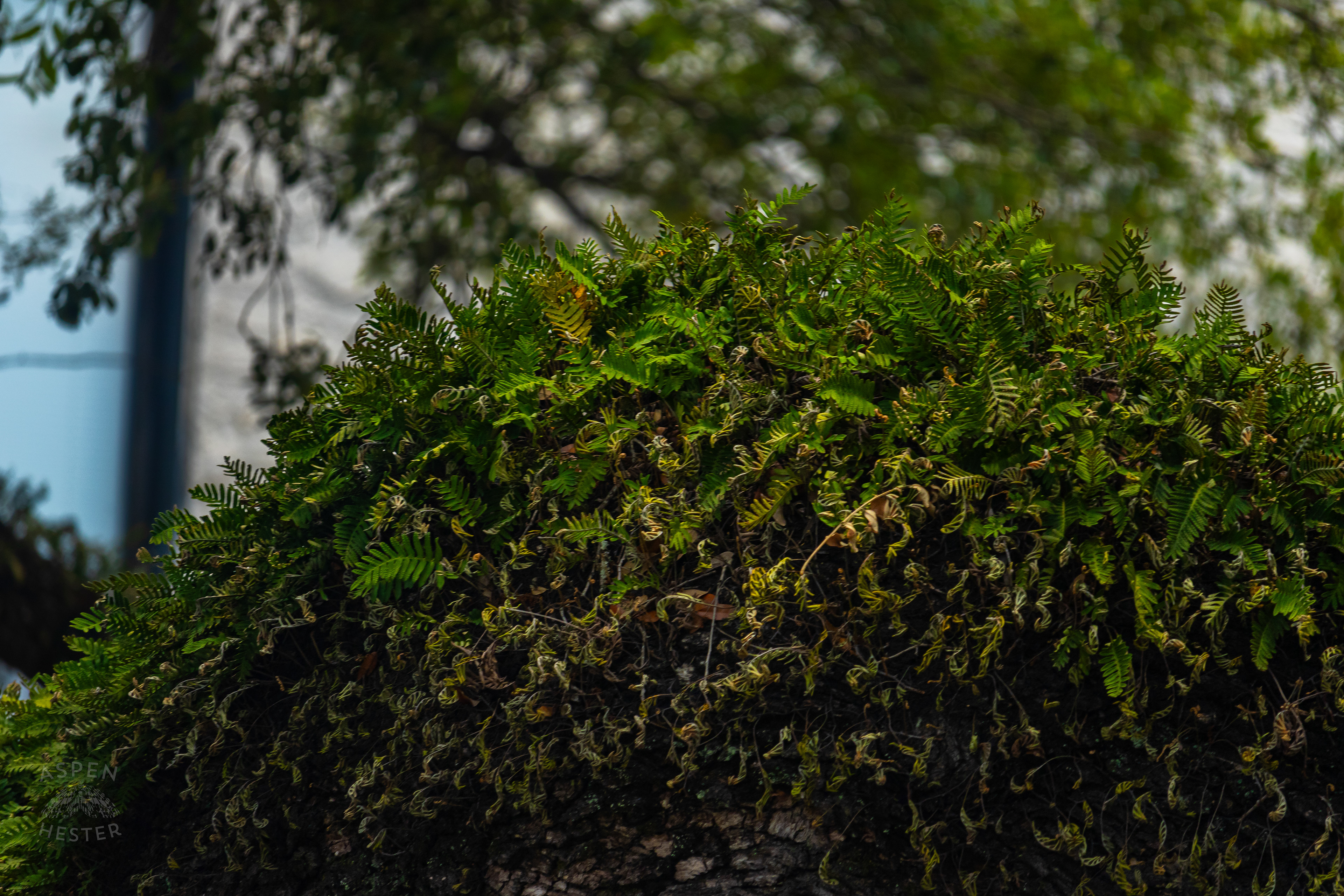 Oak Trees in Savannah Georgia. June 26th, 2024/Aspen Hester
