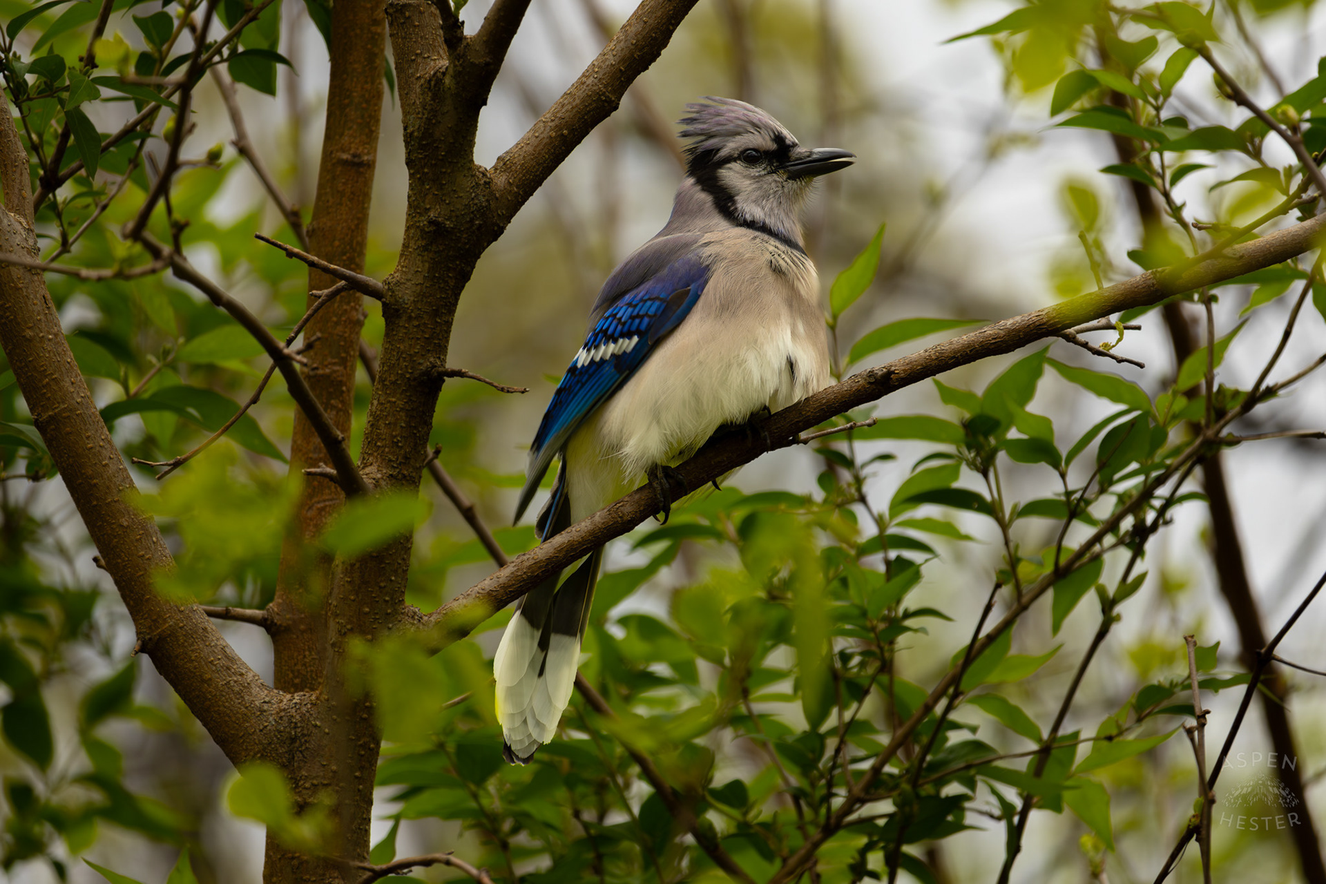 A Blue Jay Puffs Up Their Feathers in A Tree Top in Brown Park. April 14th, 2025/Aspen Hester 