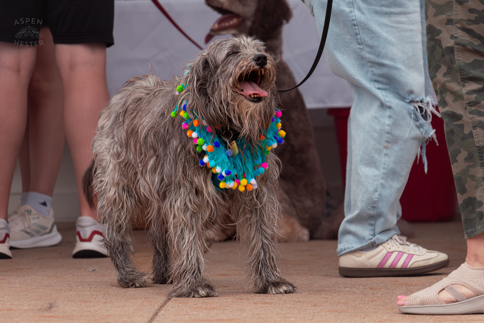 A Unknown Breed of Dog Enjoys Pets and Sunshine While Wearing A Colorful Collar at Westport Village’s 5th Annual Puppy Palooza. April 19th, 2025/Aspen Hester