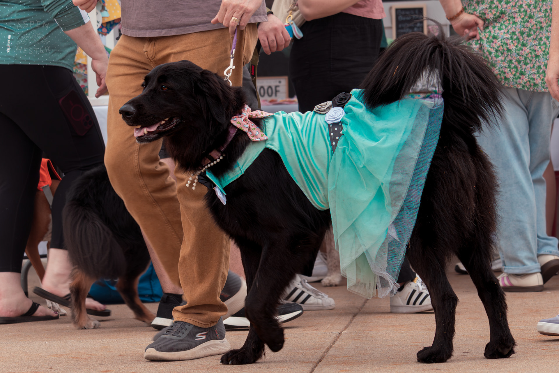 A Large Breed Dog Wears Beautiful Teal Dress at Westport Village’s 5th Annual Puppy Palooza. April 19th, 2025/Aspen Hester
