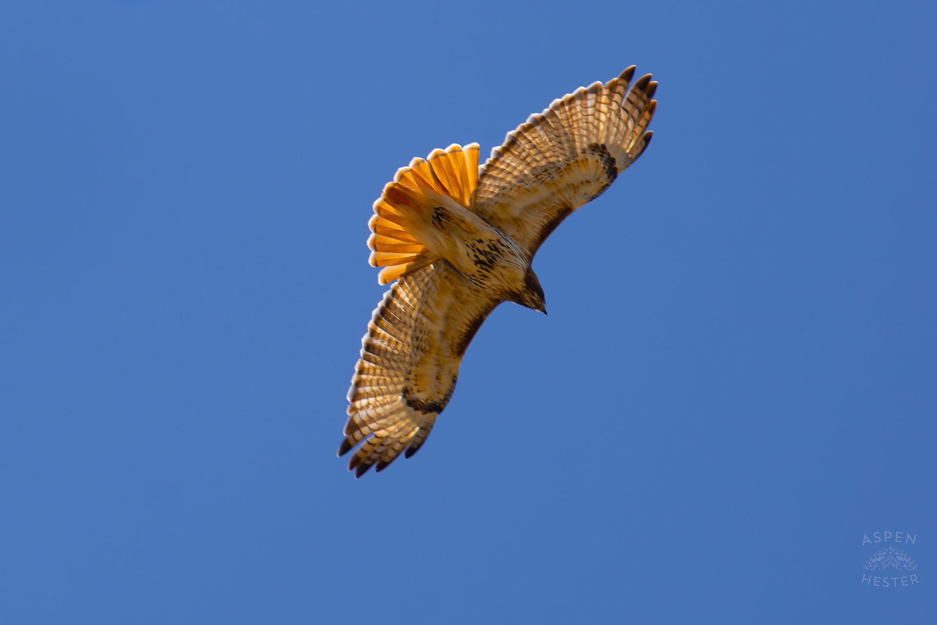 A Red-Tailed Hawk Flies Above Wendell Moore Park Right Before Spring. March 18th, 2025/Aspen Hester