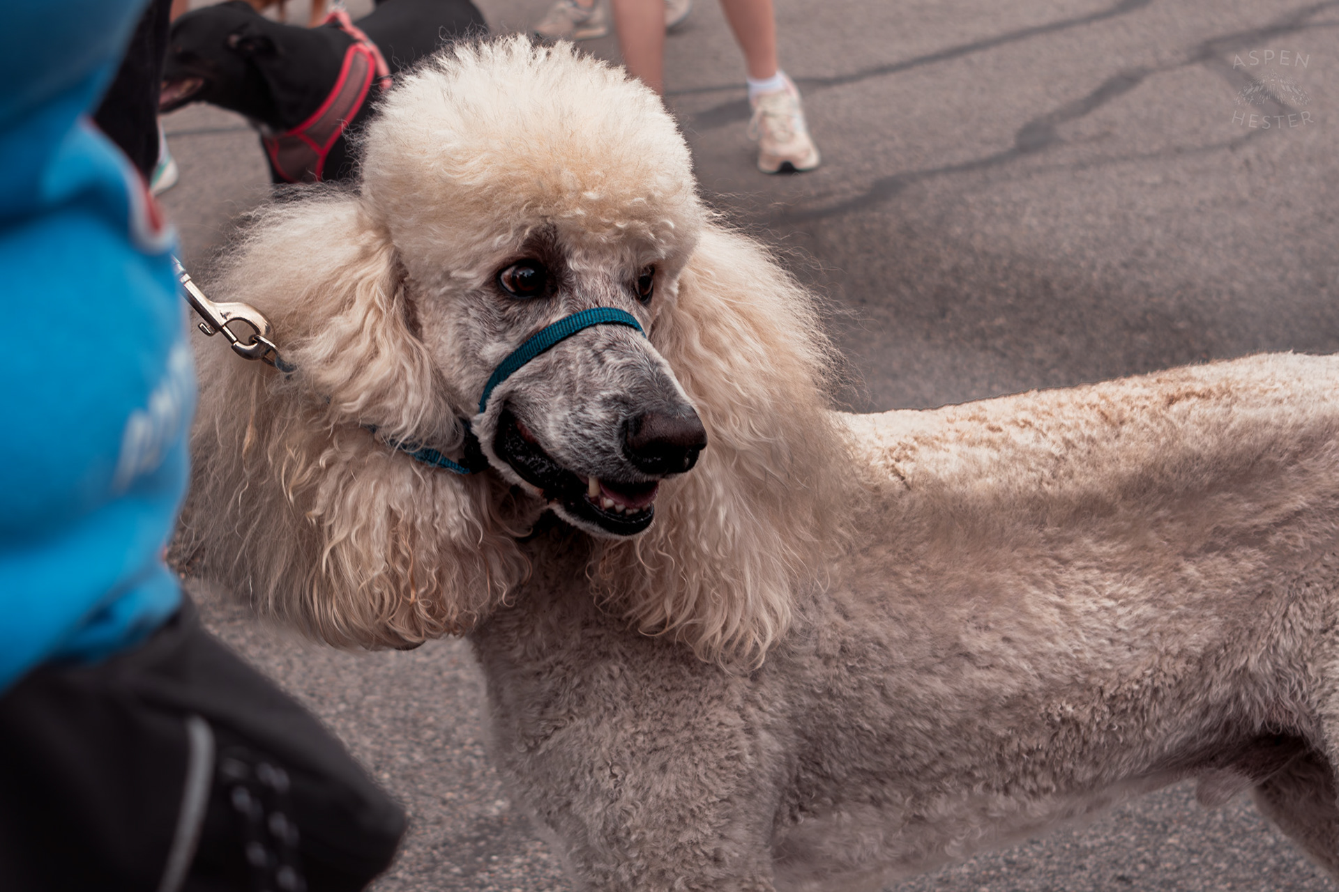 A Well Groomed Poodle at Westport Village’s 5th Annual Puppy Palooza. April 19th, 2025/Aspen Hester