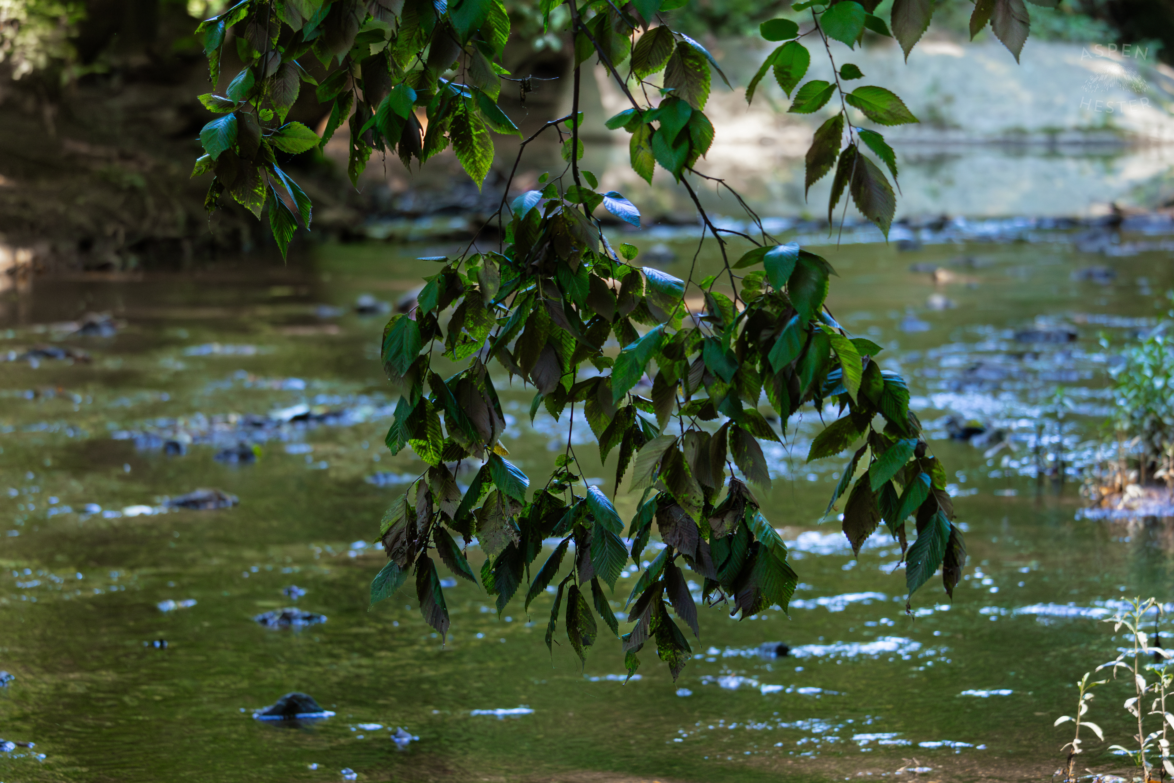 Leaves Dipping into Beargrass Creek in Cherokee Park. June 11th, 2024/Aspen Hester