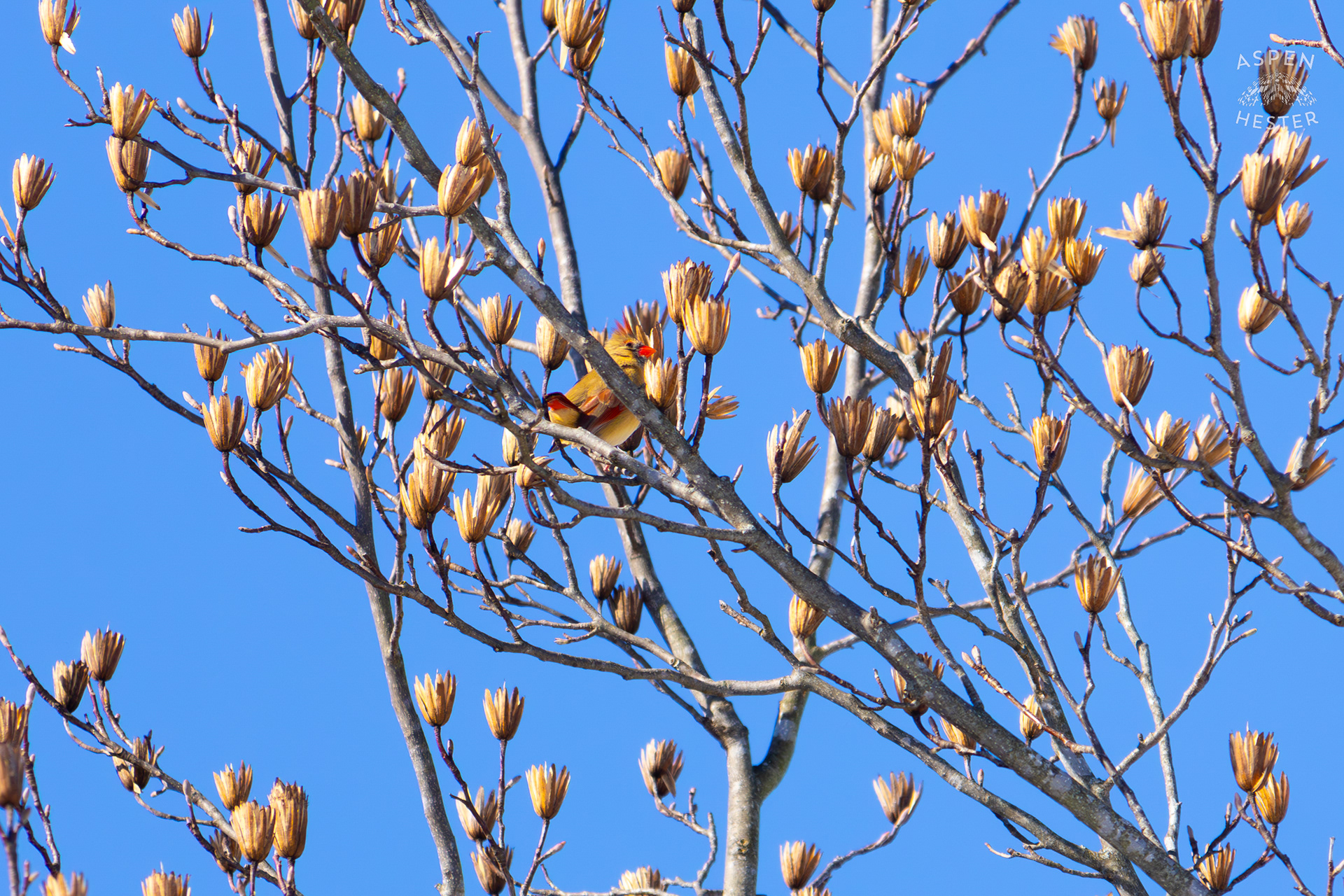 A Bright Female Cardinal Sits in A Tulip Tree in my Backyard. January 13th, 2025/Aspen Hester