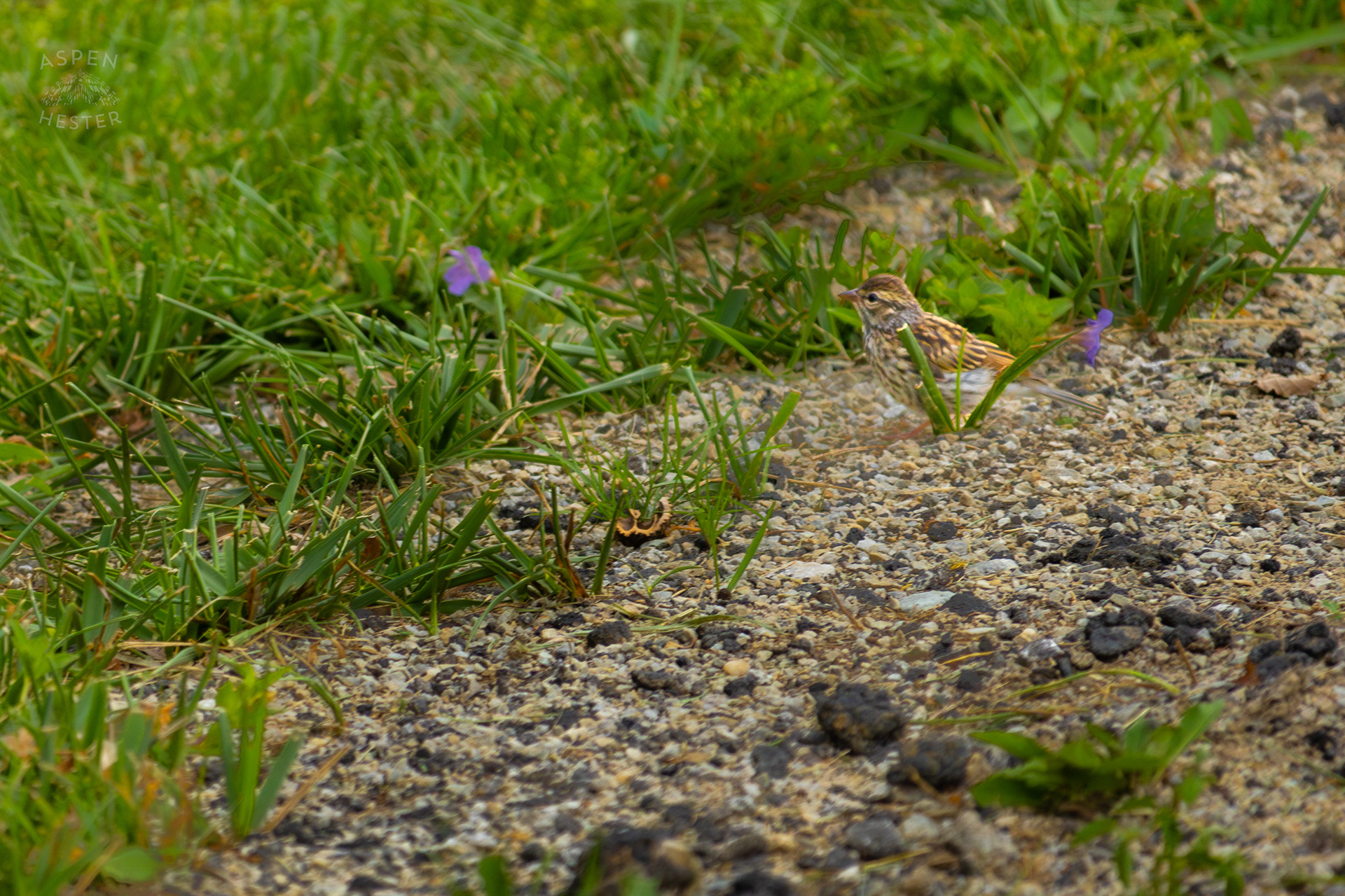 A Small Song Sparrow Blends in with the Gravel Walkways of Wendell Moore Park. August 12th, 2024/Aspen Hester