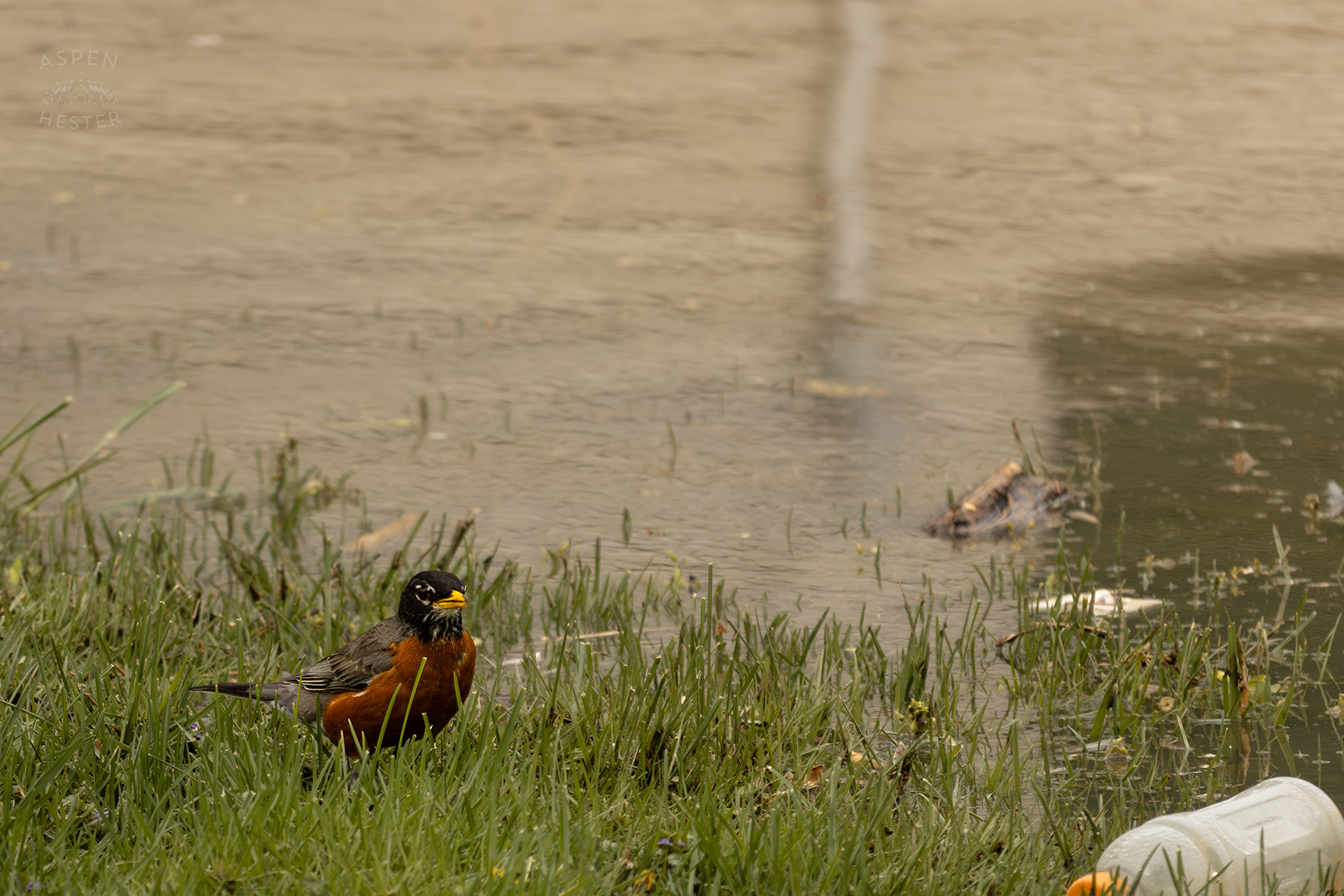 A Robin Scavenges Near The Edge Of The Historic Flooding in Utica Indiana. April 9th, 2025/Aspen Hester