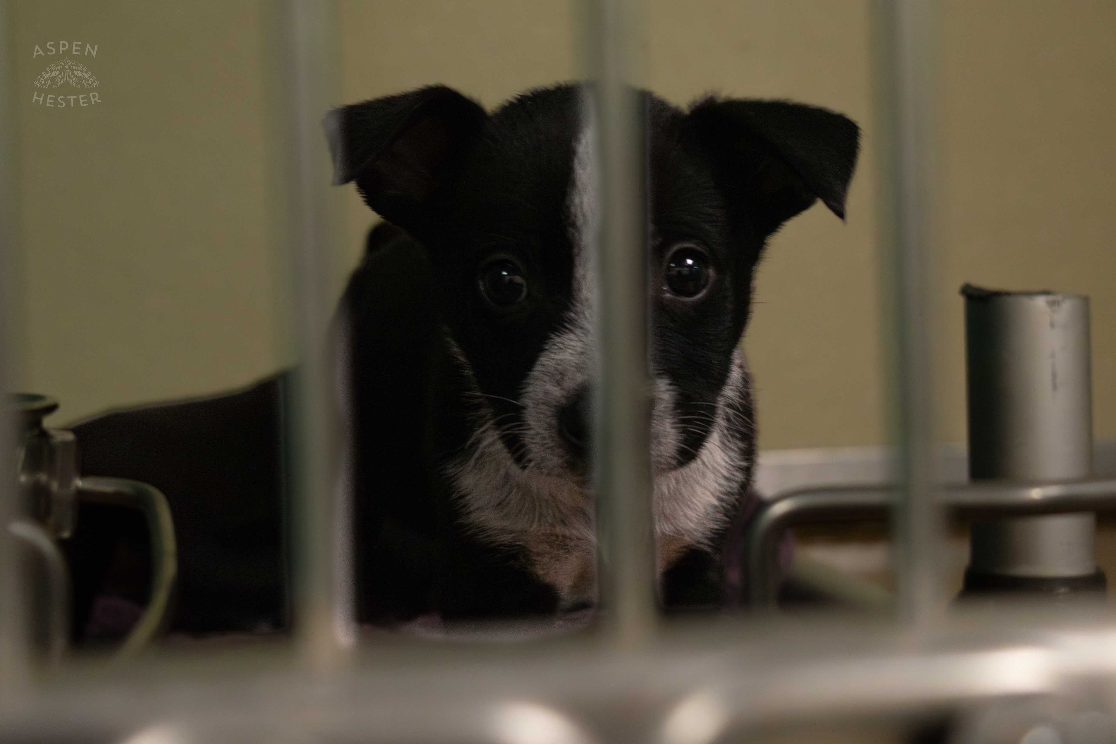 One of The Five Puppies Abandoned On The Road Outside of Louisville Metro Animal Services. September 4th, 2024/Aspen Hester