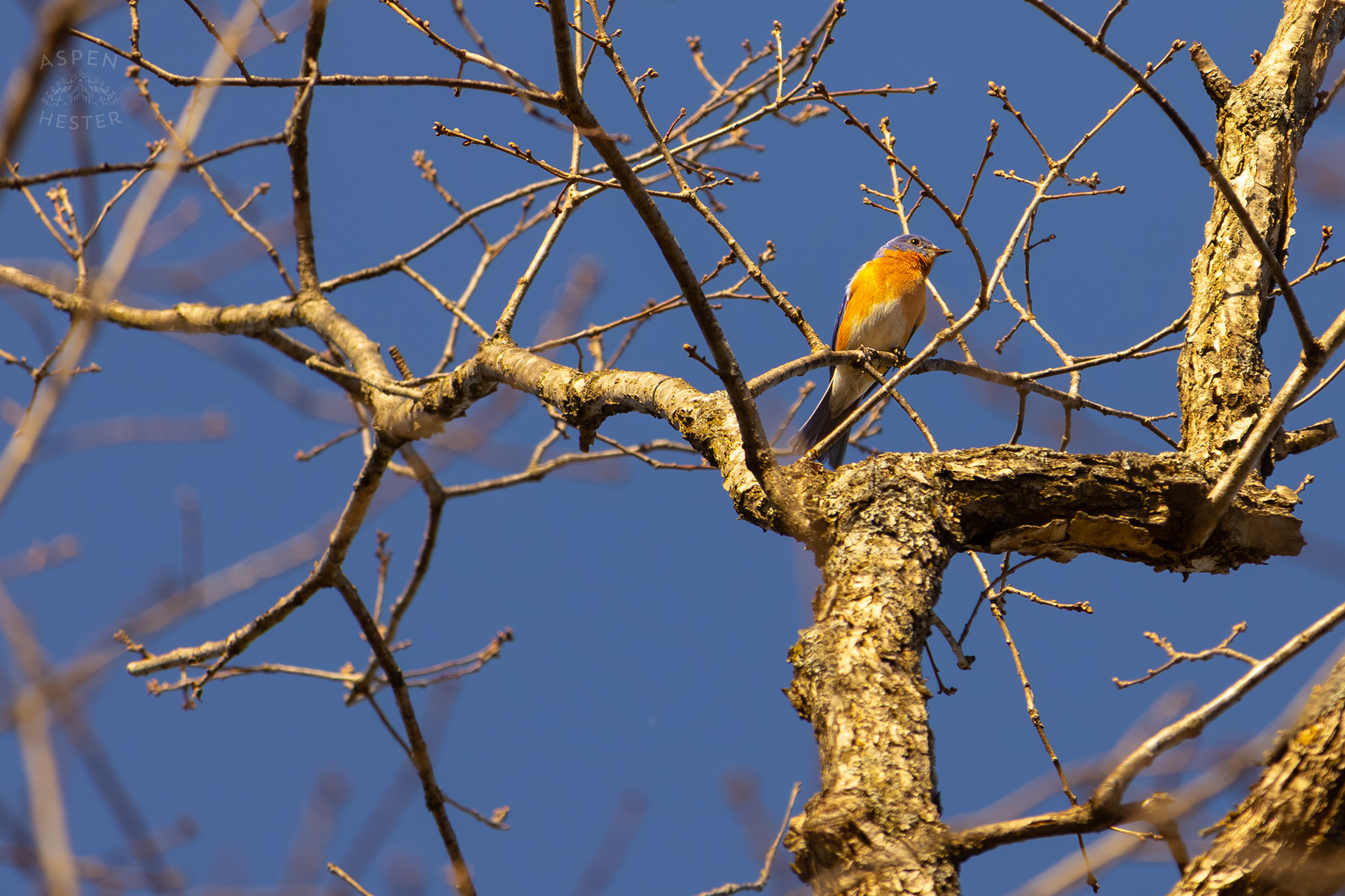 A Male Eastern Bluebird Sits High Up in A Tree in Wendell Moore Park Right Before Spring. March 18th, 2025/Aspen Hester