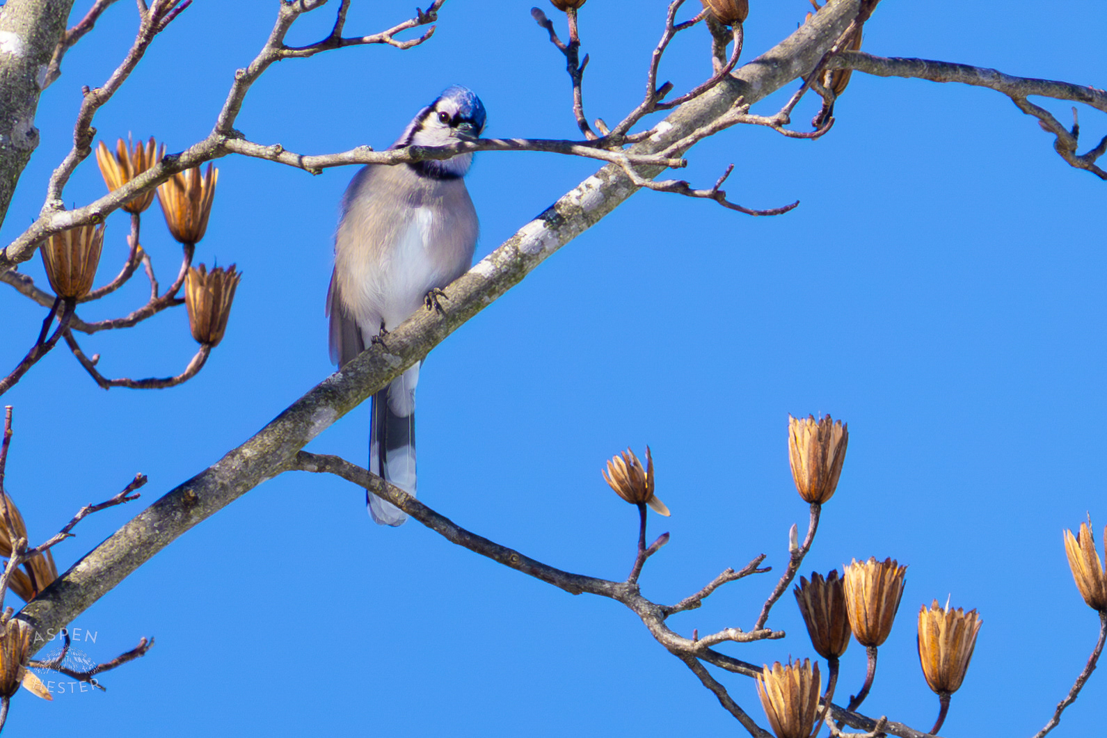 A Blue Jay Sits in A Tulip Tree in The Snowy Landscape of my Backyard. January 13th, 2025/Aspen Hester
