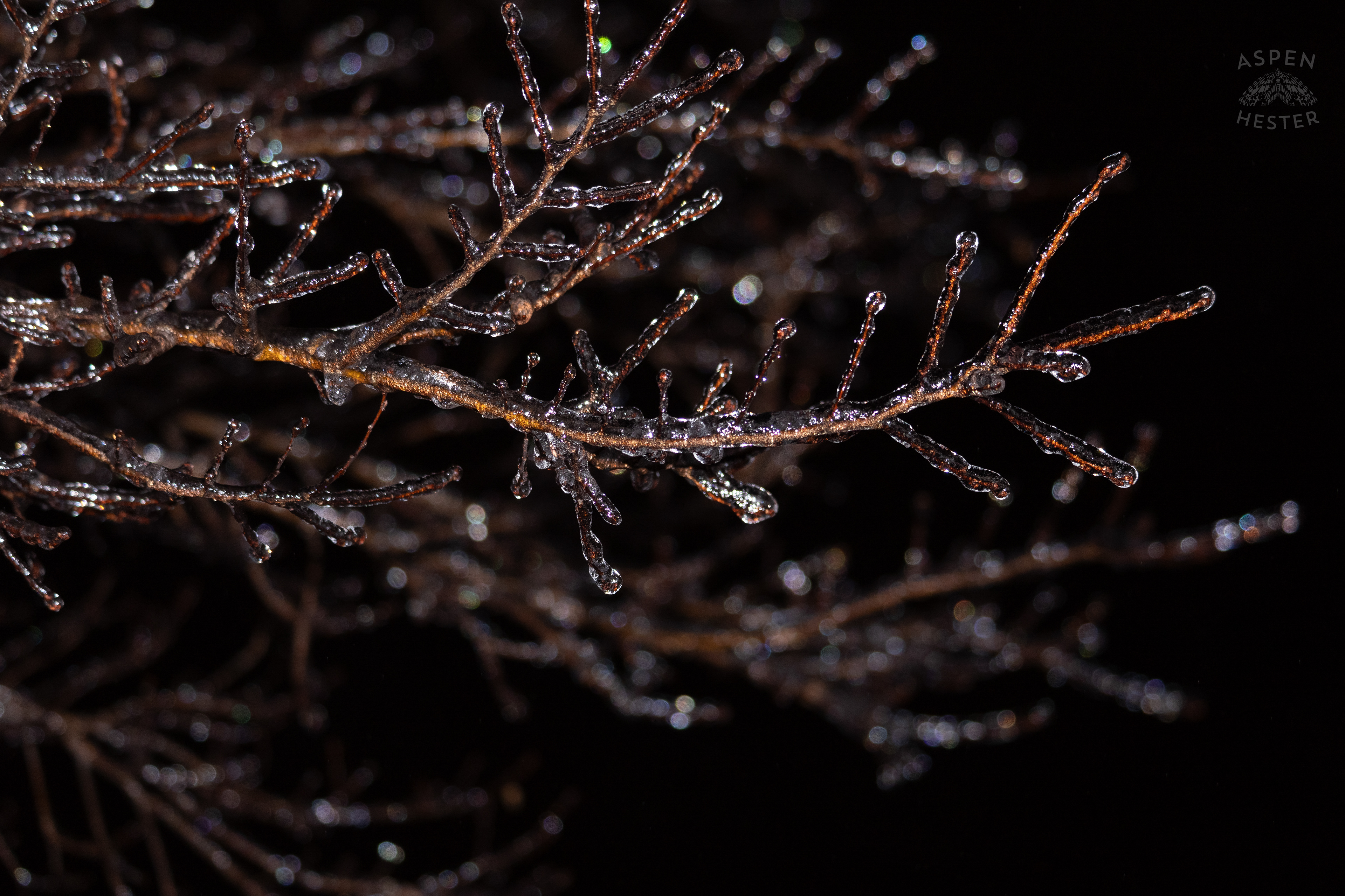 Branches Covered in Thick Ice in Okolona Caused by Winter Storm Blair. January 5th, 2025/Aspen Hester