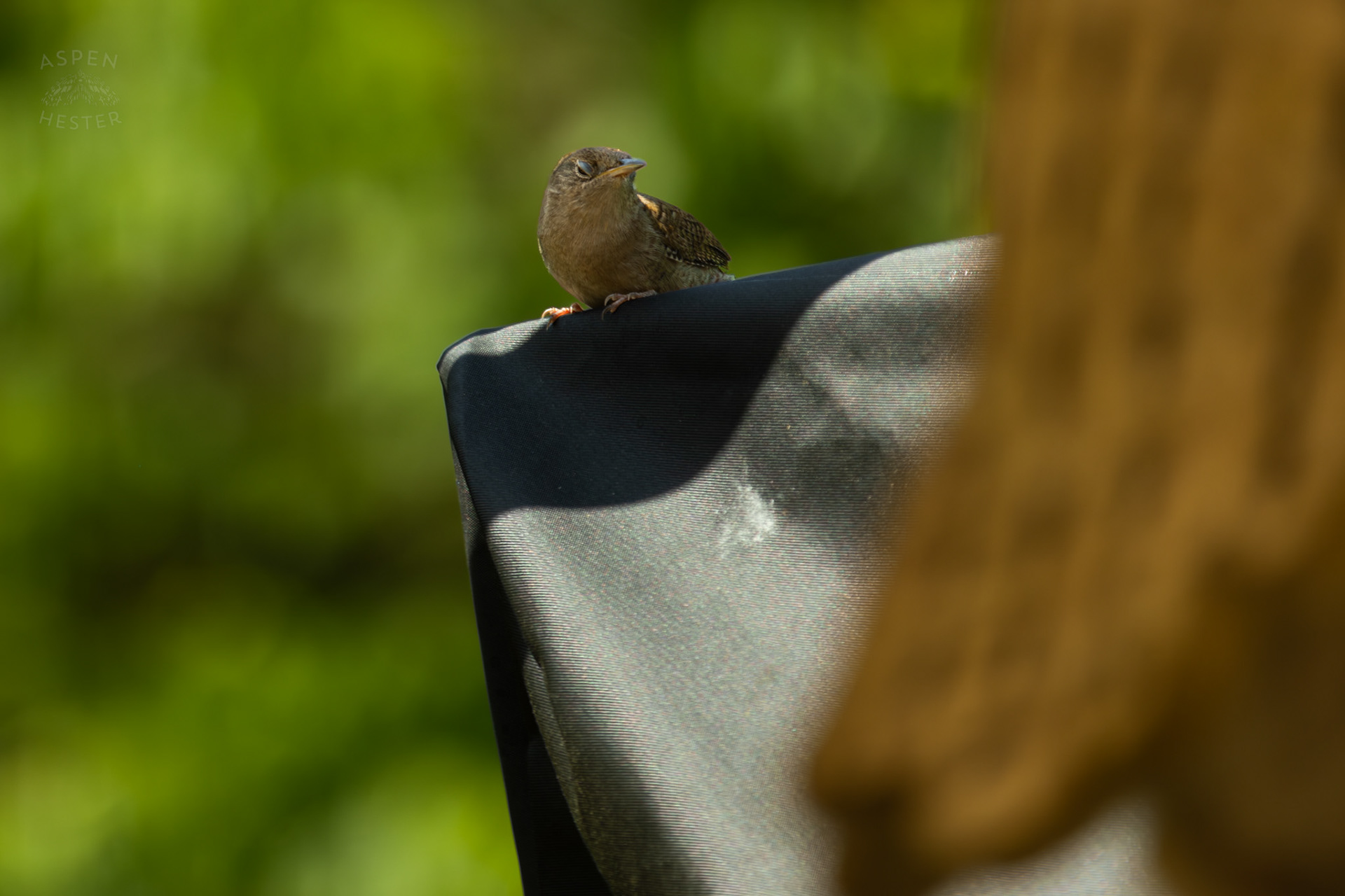 One of A Pair of Northern House Wrens Living in My Bird House. May 15th, 2025/Aspen Hester