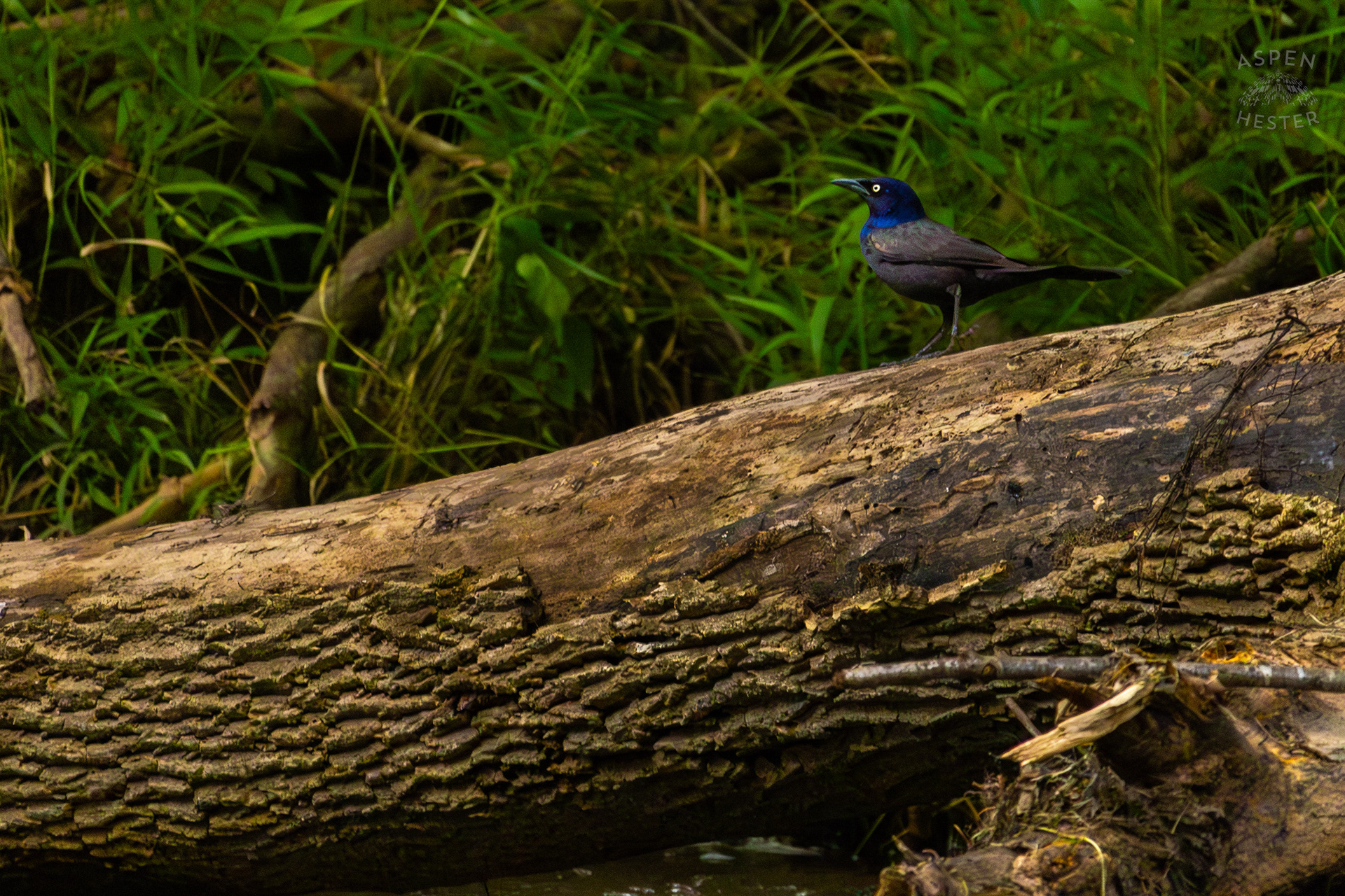 Crow Scavenging Along Middle Fork Beargrass Creek in Cherokee Park. May 28th, 2024/Aspen Hester