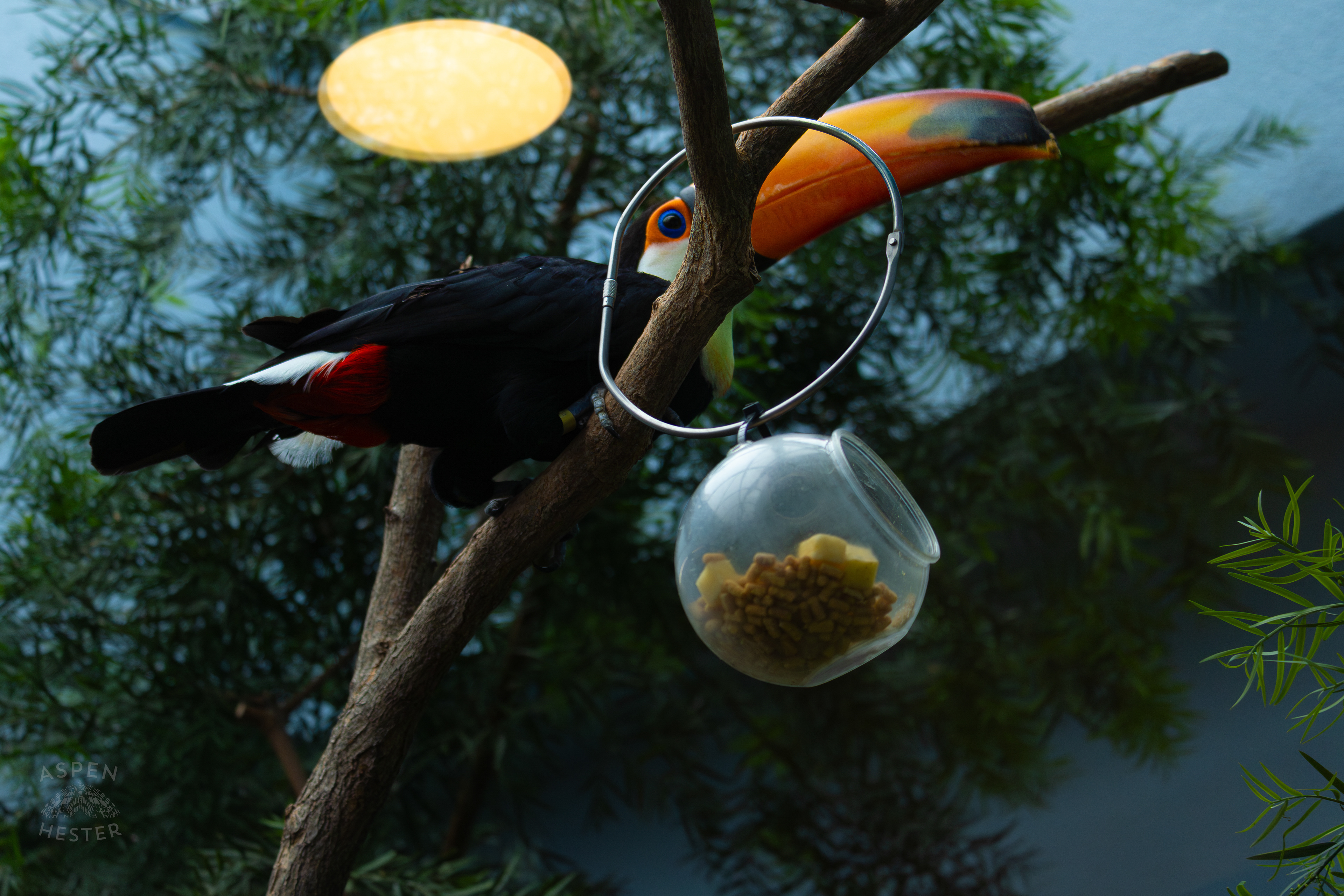 Toucan Perches Near Food Inside The National Aviary in Pittsburgh Pennsylvania. February 26th, 2025/Aspen Hester