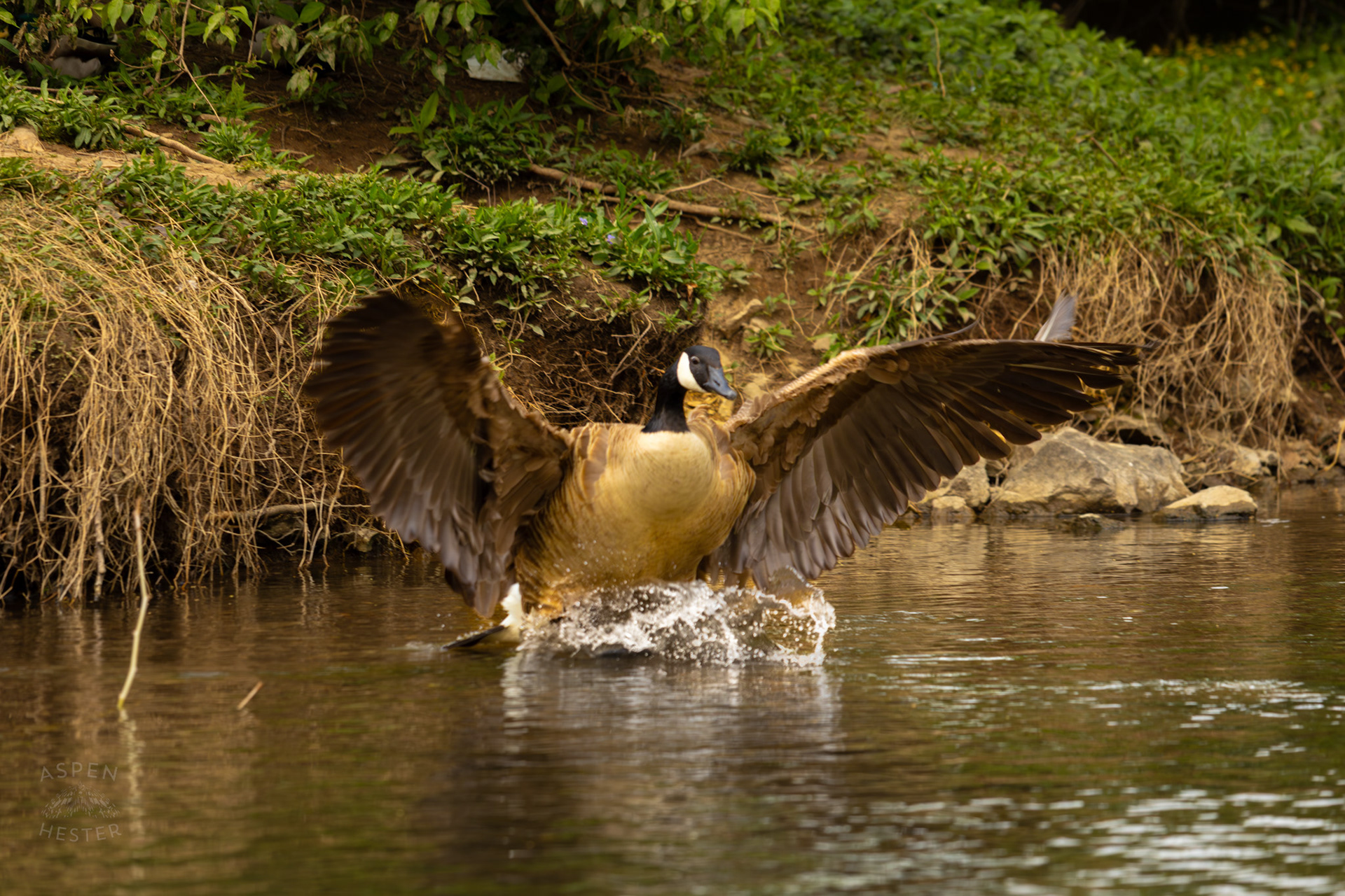 A Goose Flies into Middle Fork Beargrass Creek Where It Runs Through Brown Park. April 14th, 2025/Aspen Hester