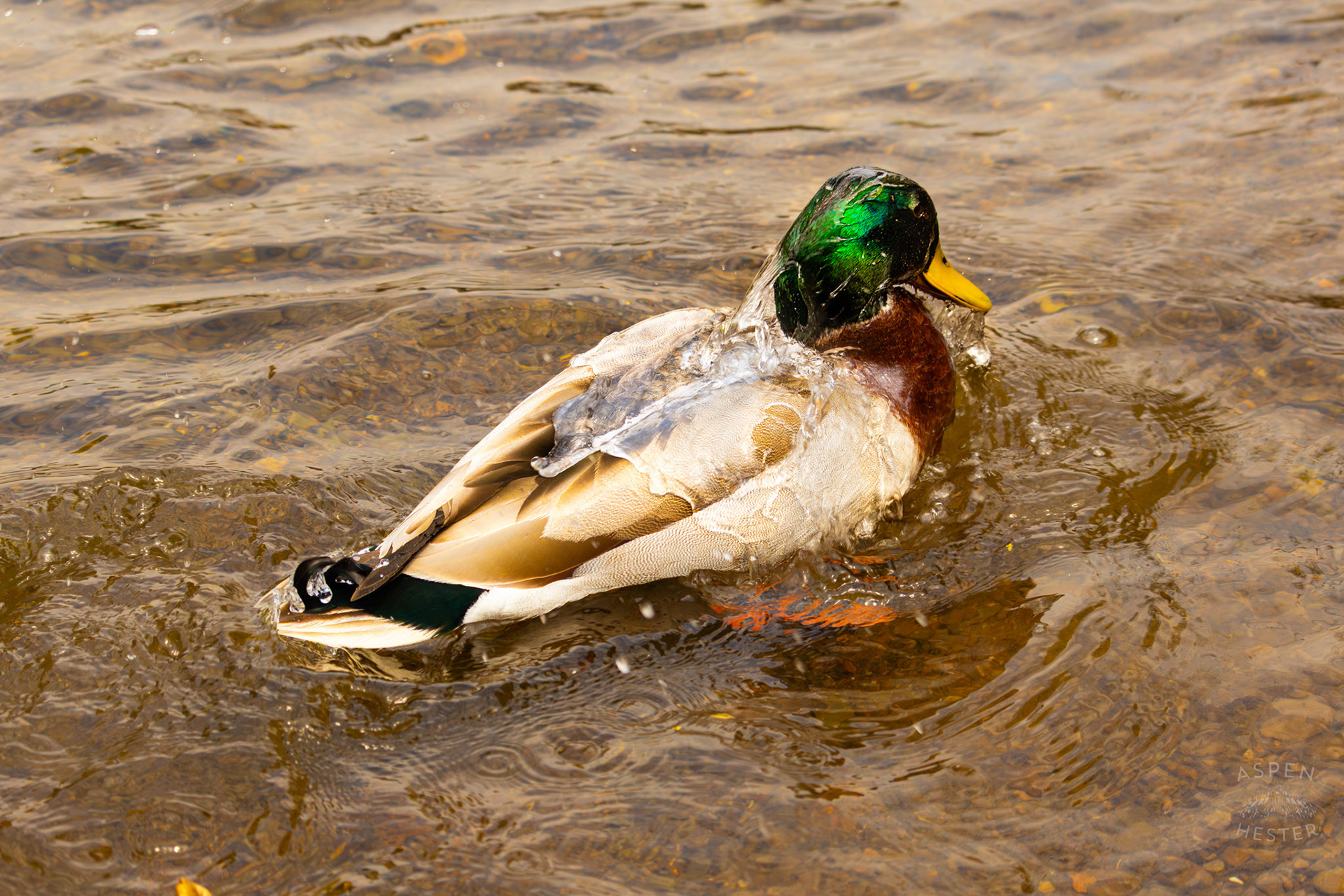 A Male Mallard Washes Himself in Middle Fork Beargrass Creek Where It Runs Through Brown Park. April 14th, 2025/Aspen Hester
