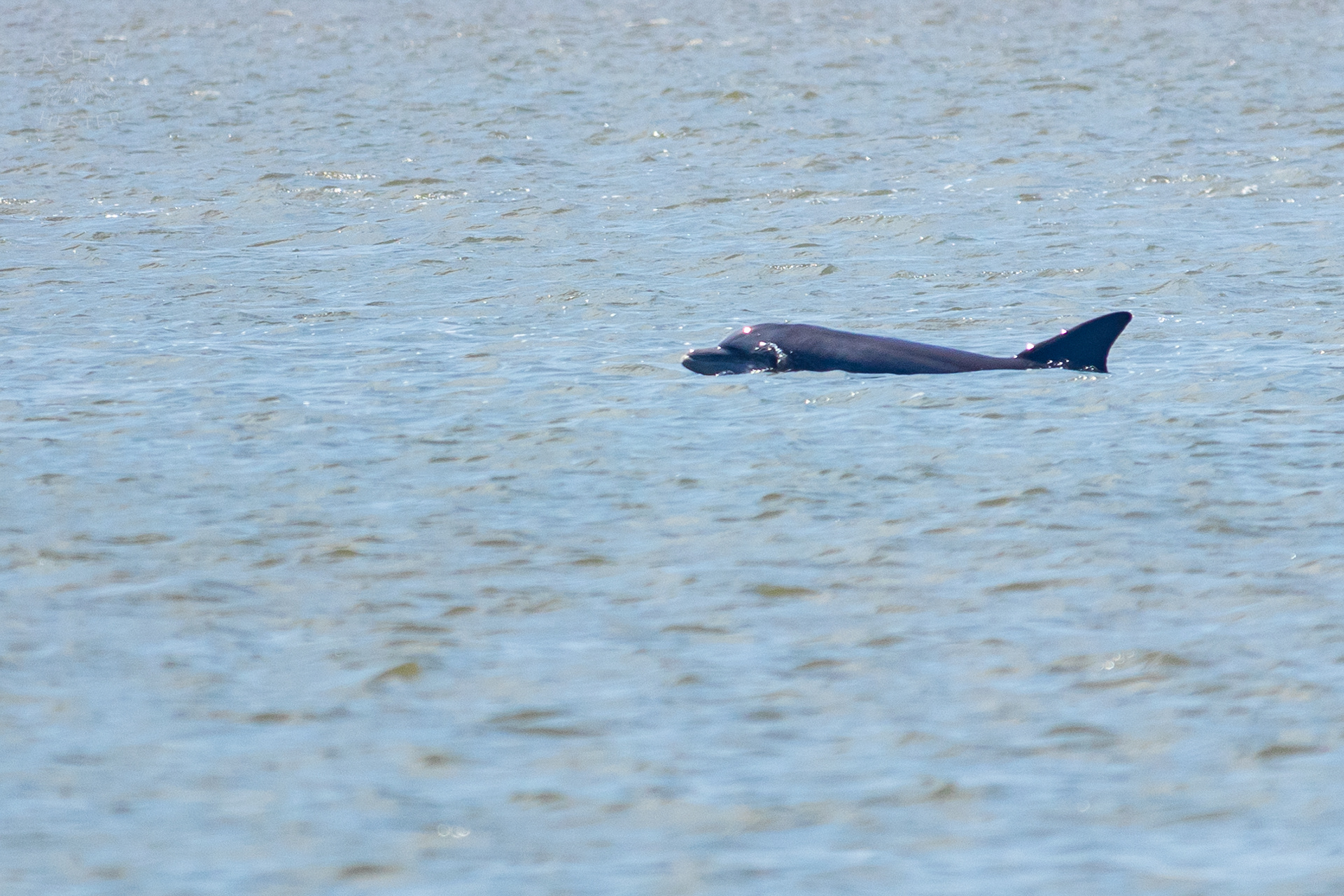 Bottlenose Atlantic Dolphin Swimming Off Tybee Island Georgia. June 25th, 2024/Aspen Hester