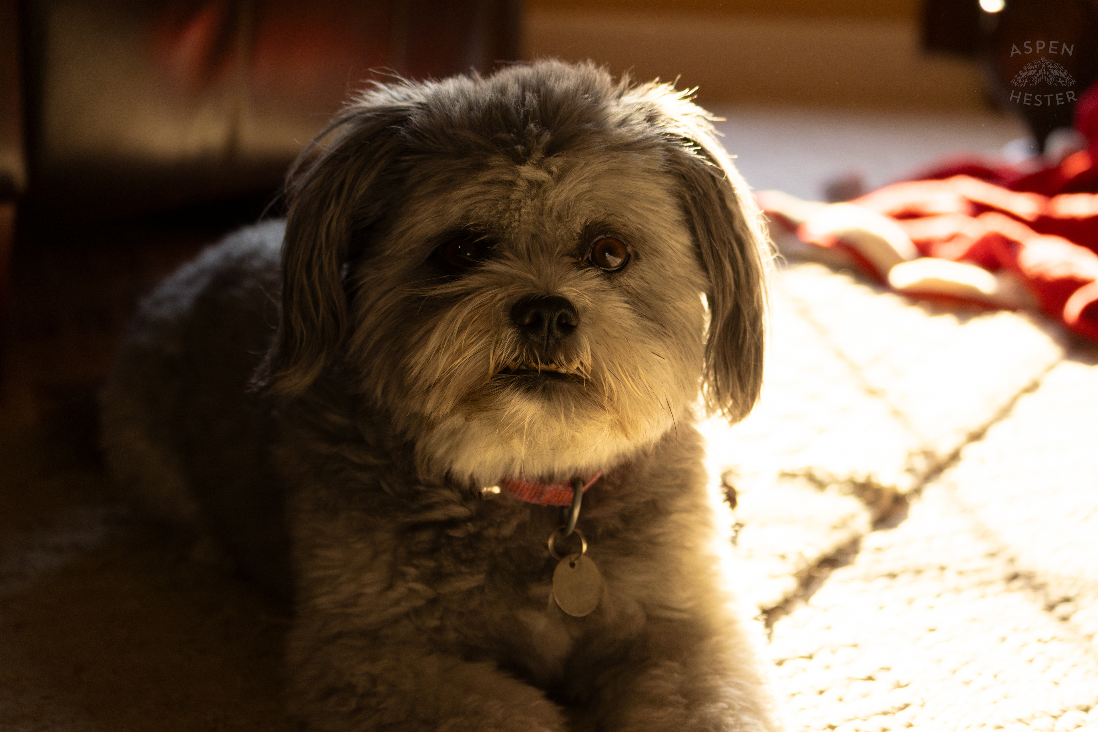 My Girl Mabel In The Sun. November 11th, 2024/Aspen Hester