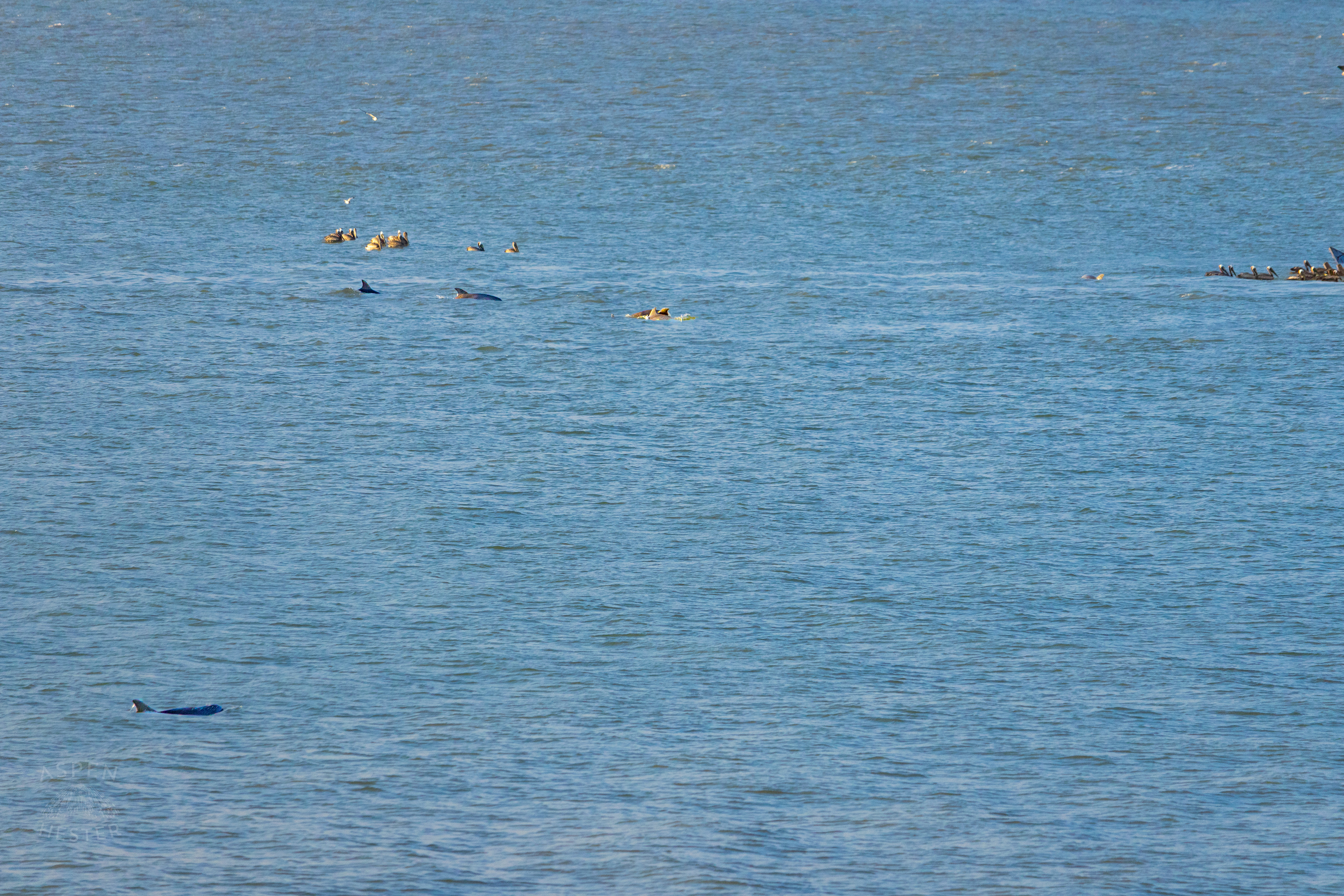 Bottlenosed Atlantic Dolphins Splash Off The Coast of Tybee Island Georgia. June 23rd, 2024/Aspen Hester