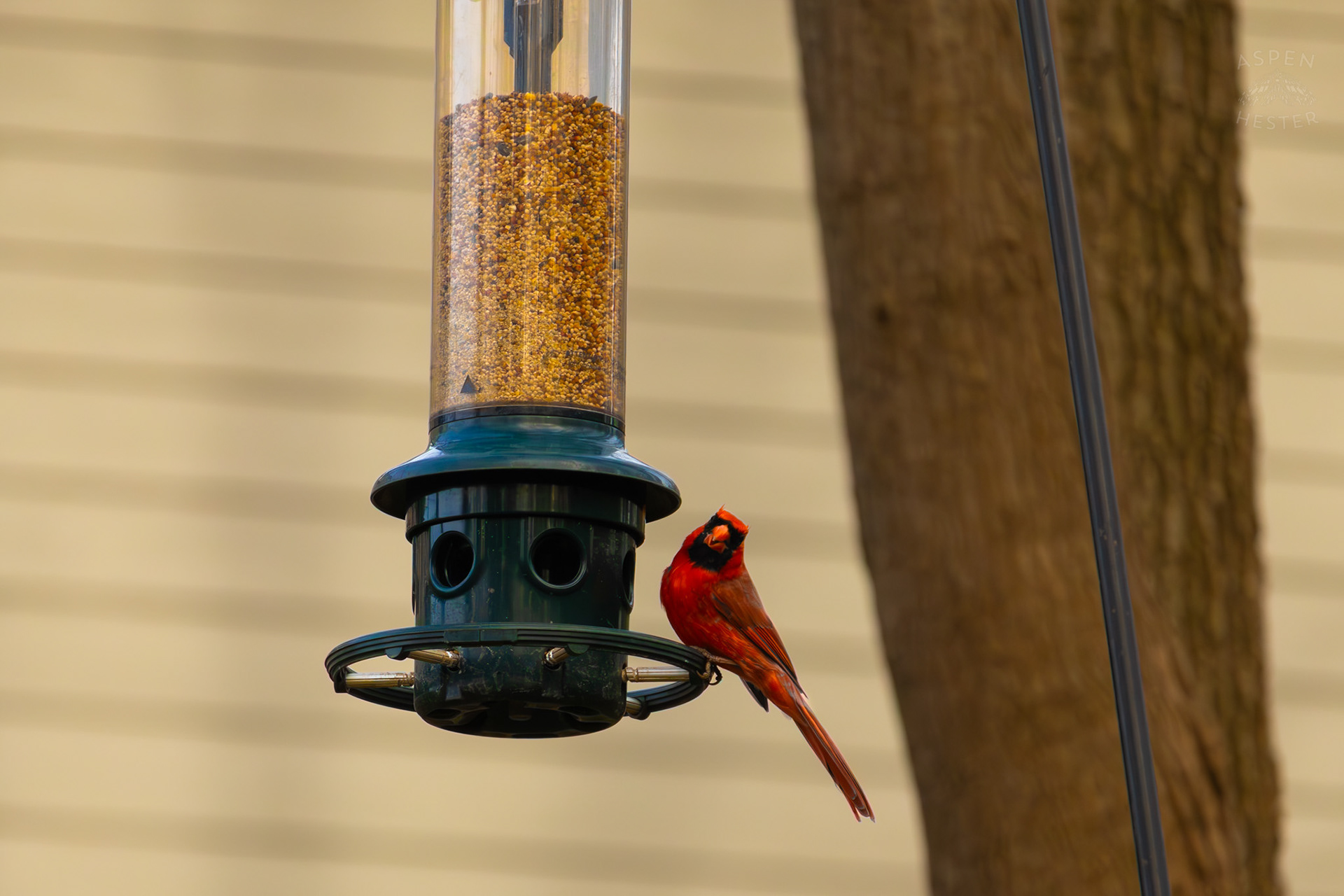 A Male Cardinal Eats From A Birdfeeder in My Neighbor's Yard. March 29th, 2026/Aspen Hester