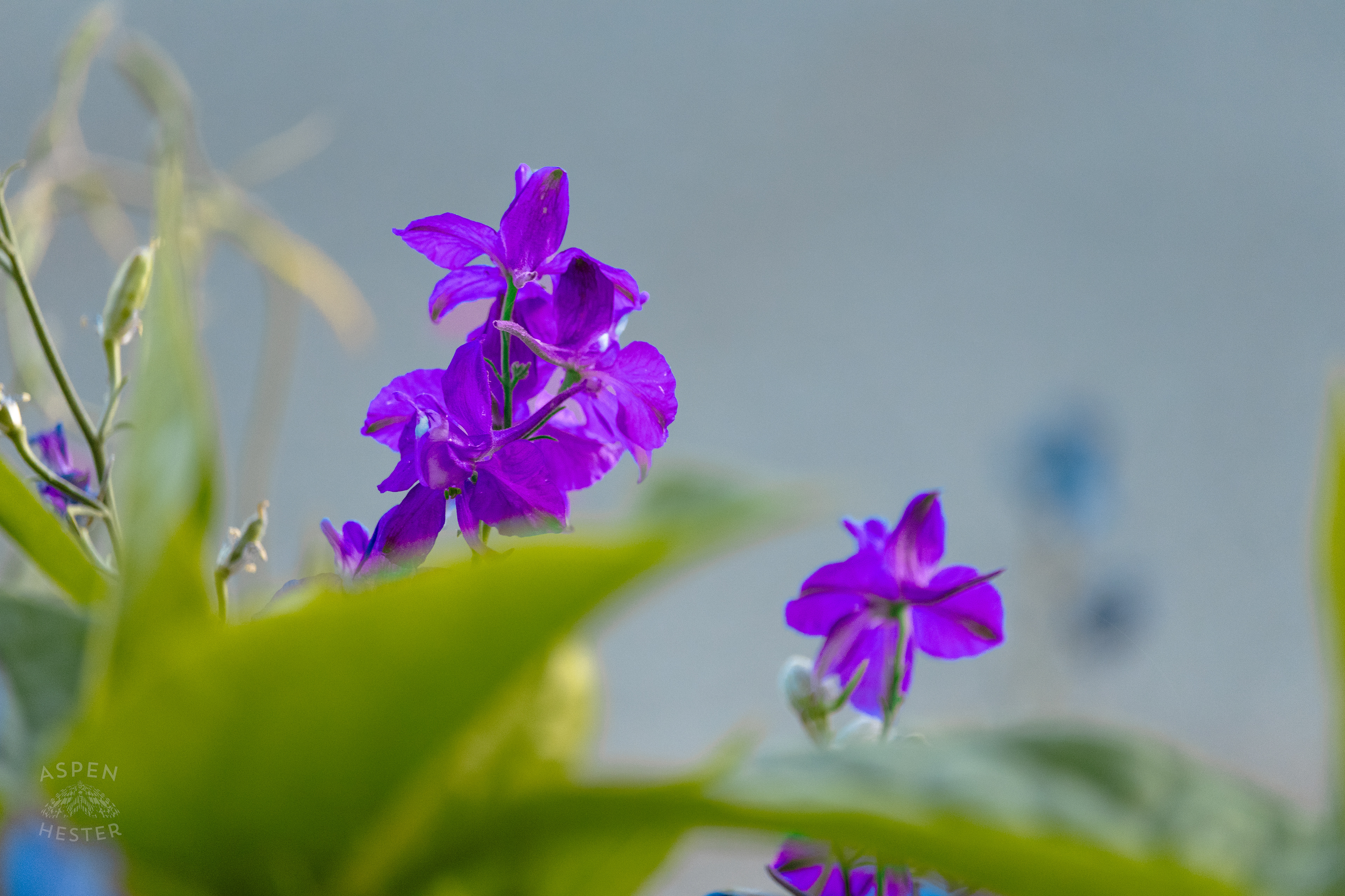 Unidentified Purple Flowers During Golden Hour on Preston Street. May 30th, 2024/Aspen Hester 