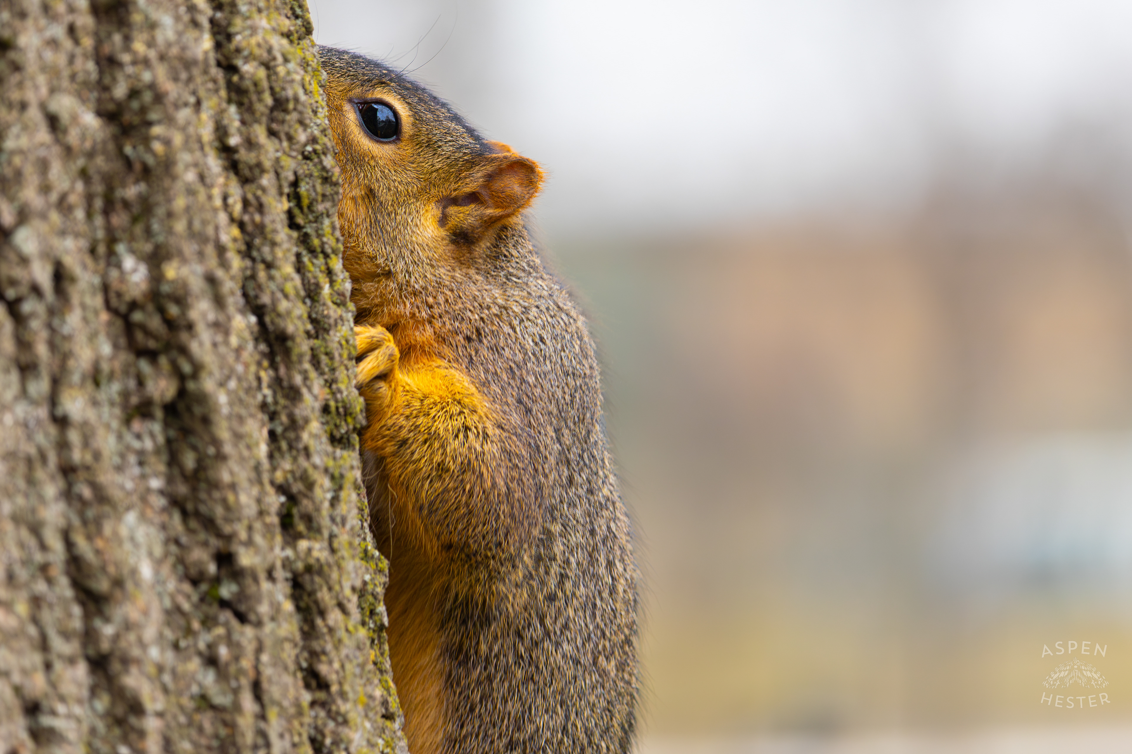 A Squirrel Climbs A Tree Outside The National Aviary in Pittsburgh Pennsylvania. February 26th, 2025/Aspen Hester