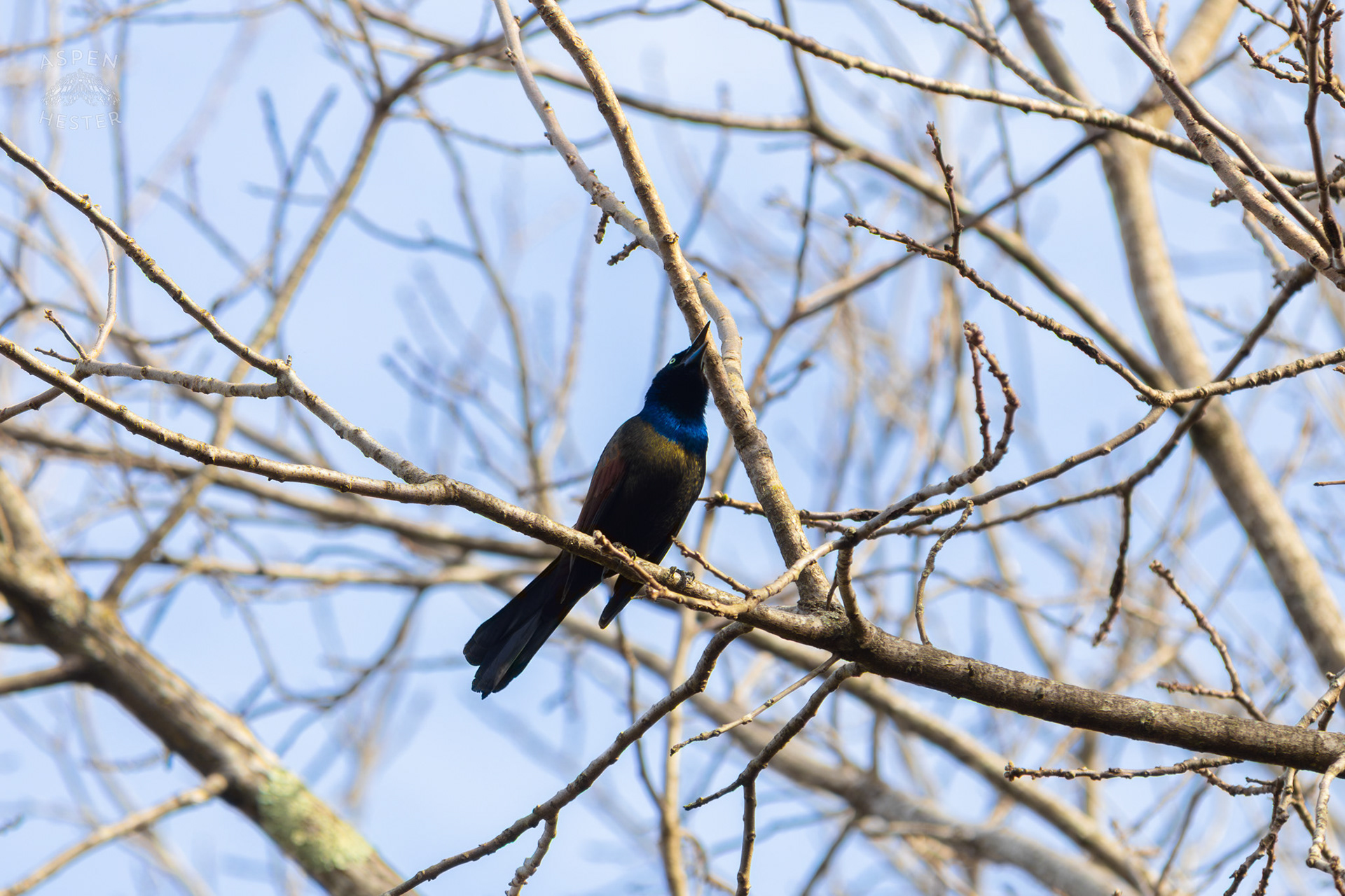 A Common Grackle Sings High in The Branches of My Neighbor's Yard. March 29th, 2026/Aspen Hester